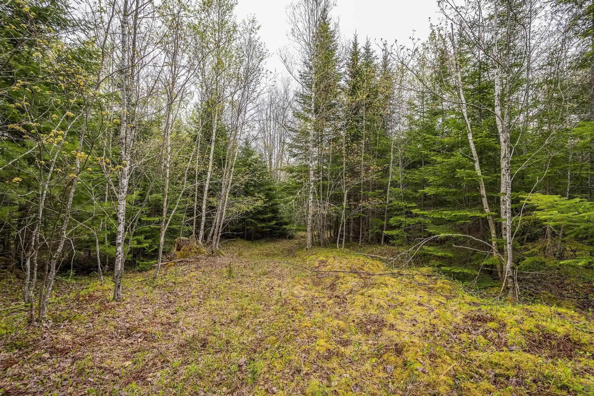 Coldstream Road Lot 18, West St Andrews, NS B0N 2J0, ,Land,For Sale,Coldstream,202513334