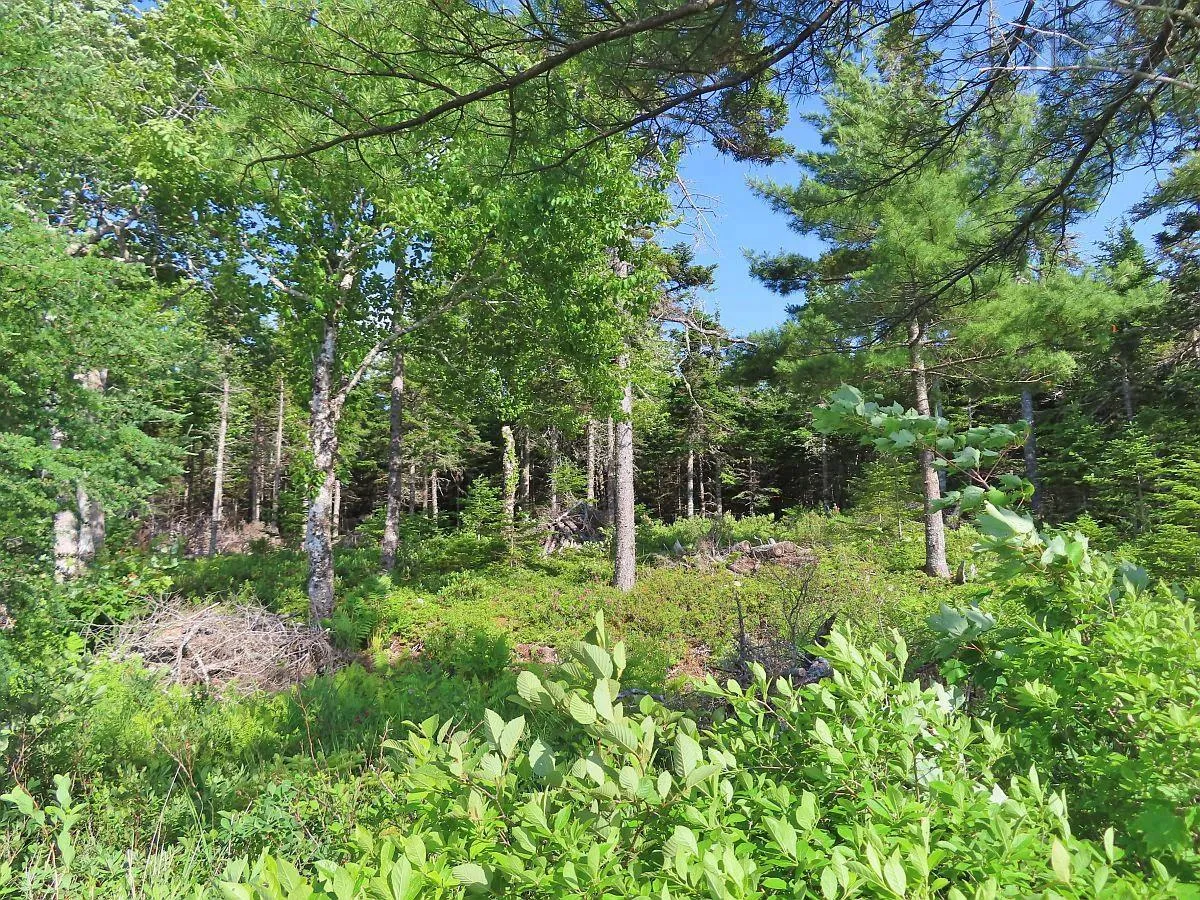 Lot 7 Theresa, Third Lake Lane, Grande Anse Ns B0e 1v0, ,Land,For Sale,Theresa, Third Lake,202416042