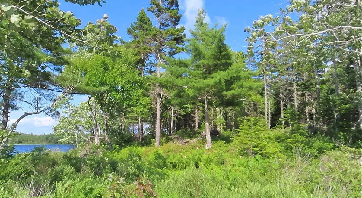 Lot 7 Theresa, Third Lake Lane, Grande Anse Ns B0e 1v0, ,Land,For Sale,Theresa, Third Lake,202416042