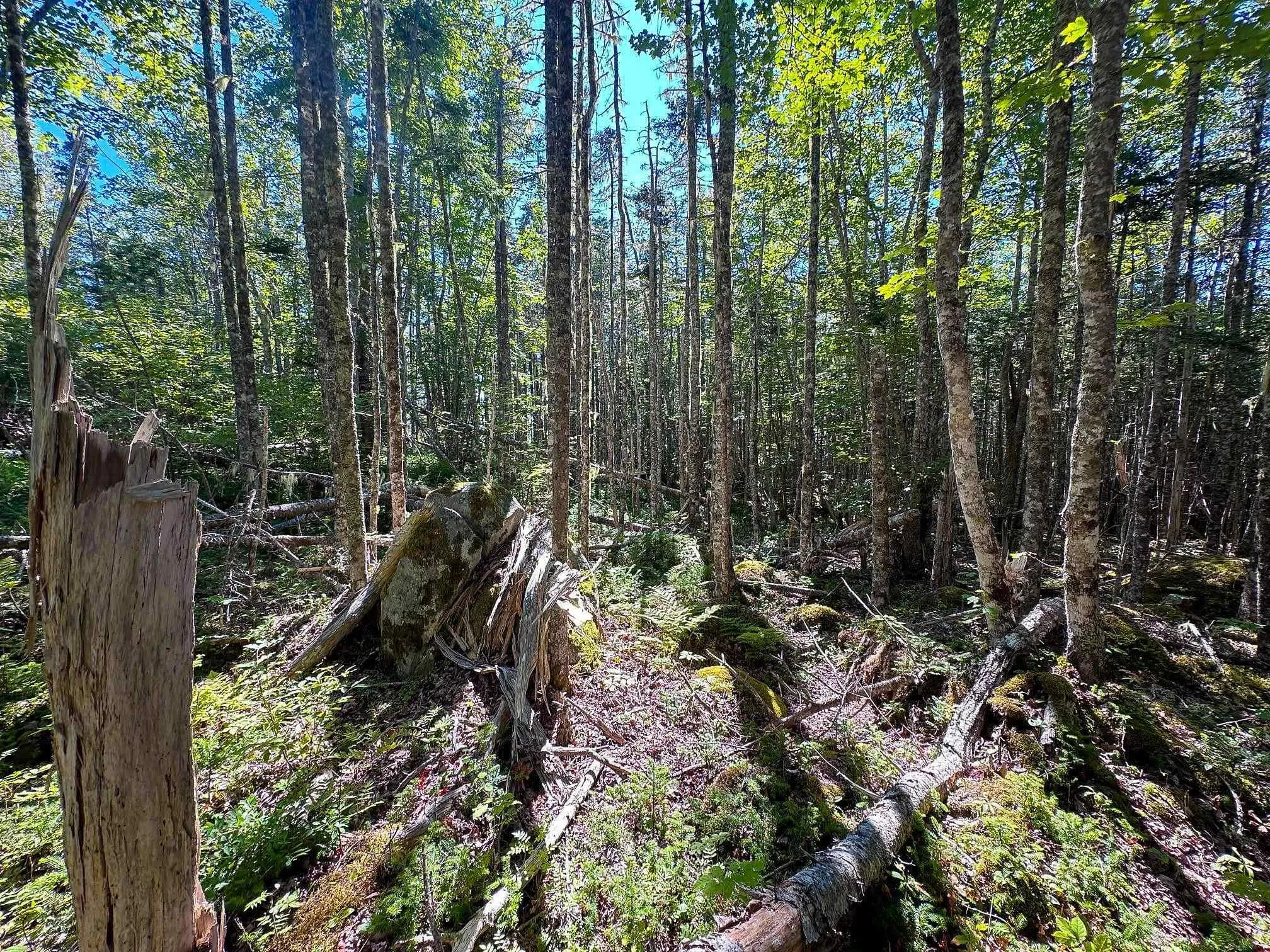 Stewarts Point Road Lot 3, East Port Lhebert, NS B0T 1S0, ,Land,For Sale,Stewarts Point,202522888