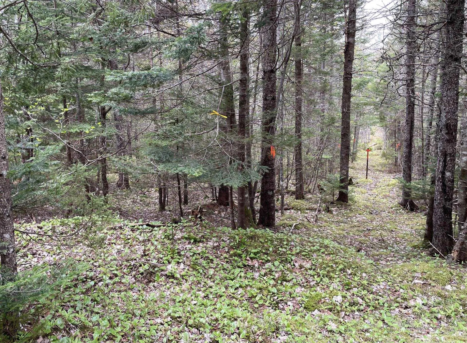 0 Cogswell Road, Evanston, NS B0E 1J0, ,Land,For Sale,Cogswell,202511992