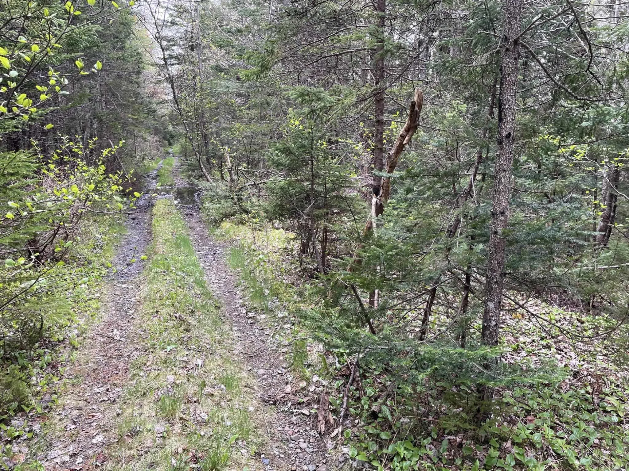 0 Cogswell Road, Evanston, NS B0E 1J0, ,Land,For Sale,Cogswell,202511992