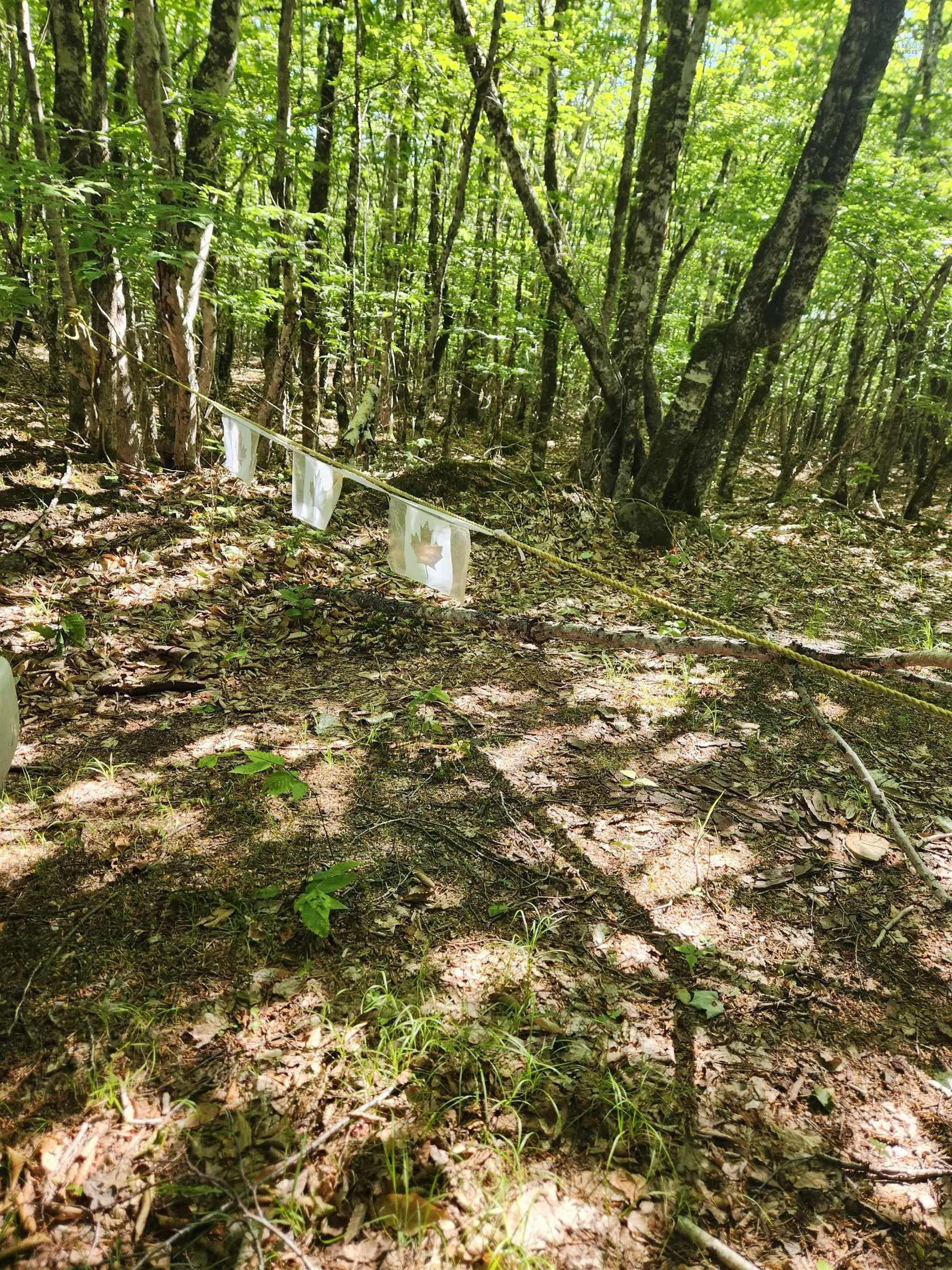 Peters Point Road Lot 1, South Brookfield, NS B0T 1X0, ,Land,For Sale,Peters Point,202521187