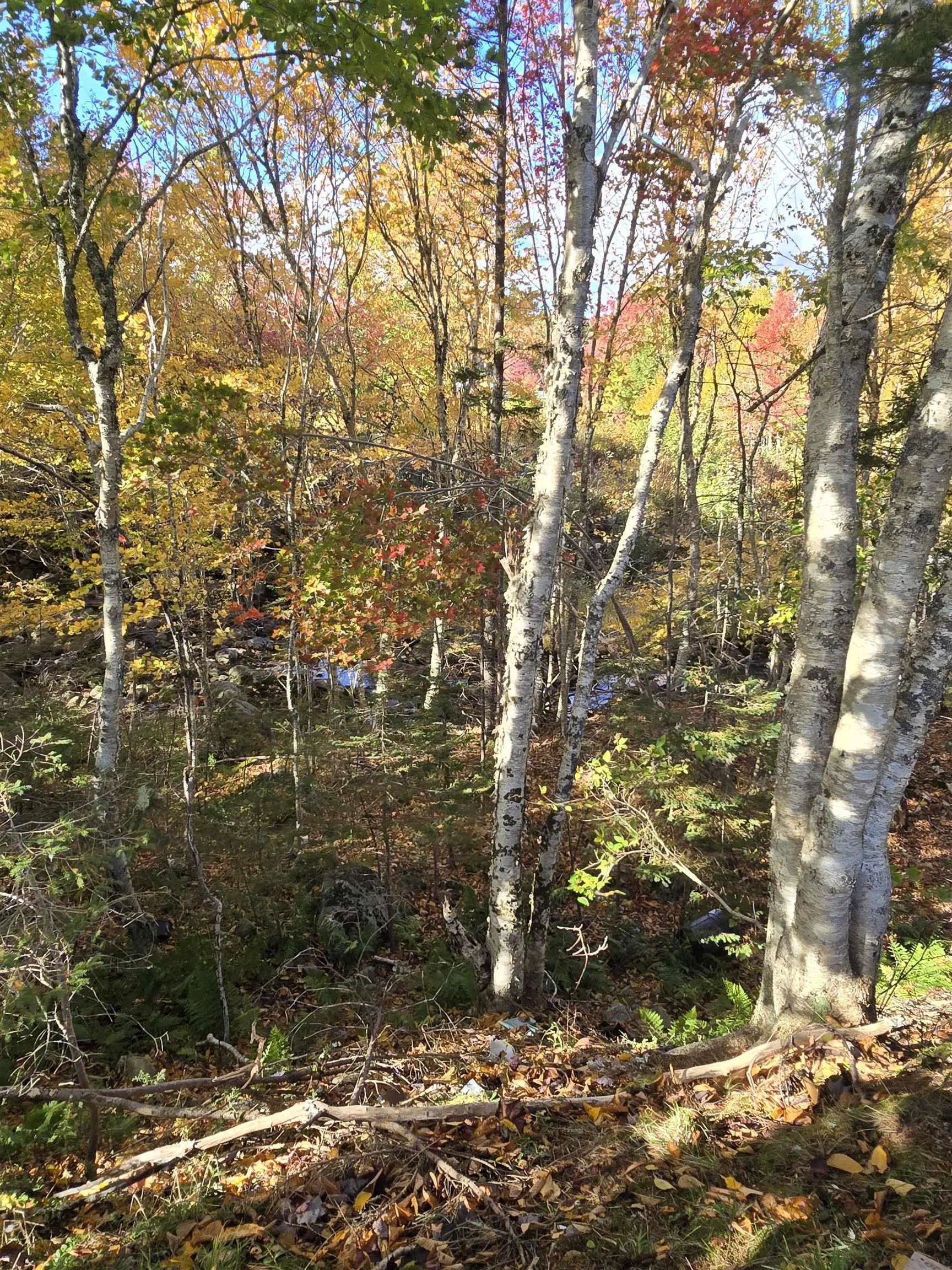 16236 316 Hwy, Country Harbour Mines, NS B0H 1J0, 8 Bedrooms Bedrooms, ,2 BathroomsBathrooms,Residential,For Sale,316 Hwy,202525609