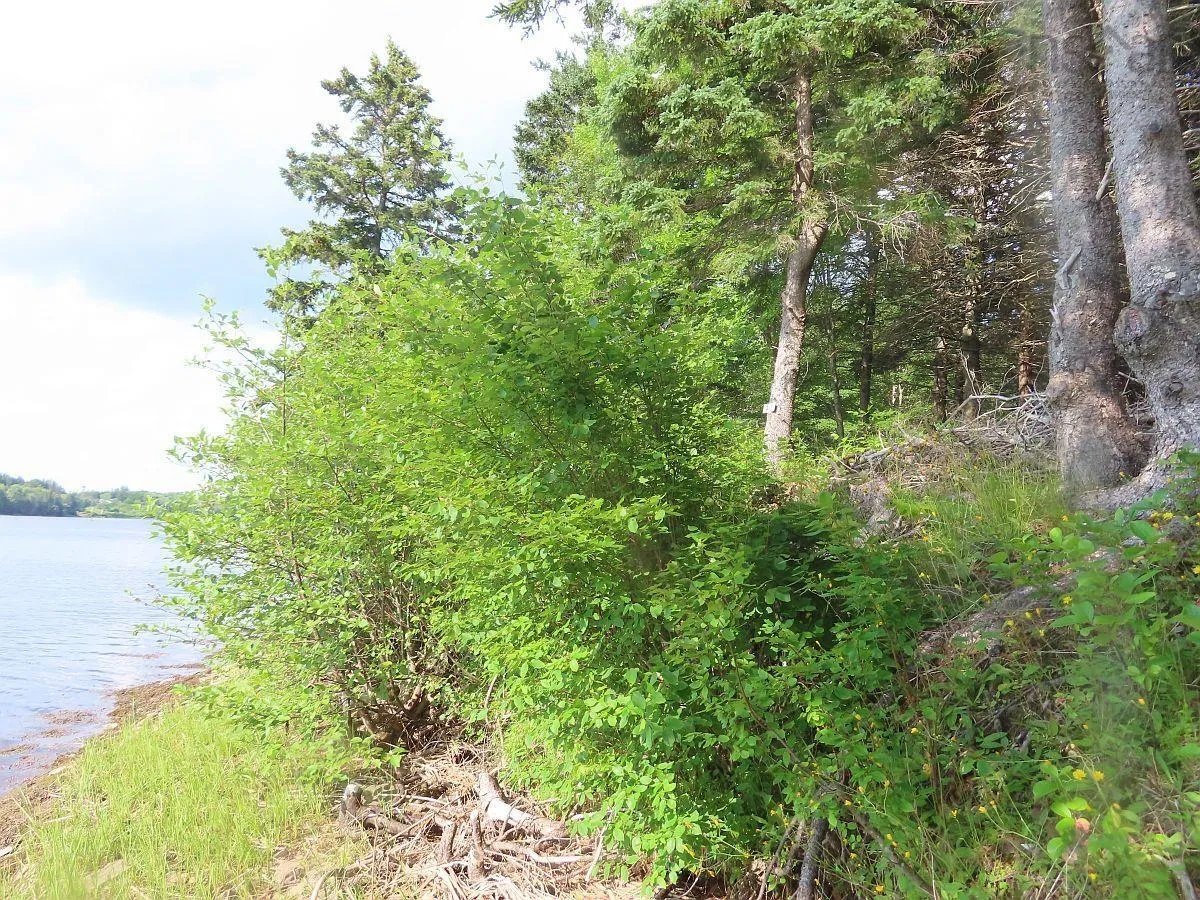 Evanston Road, Evanston Ns B0e 1j0, ,Land,For Sale,Evanston,202316013