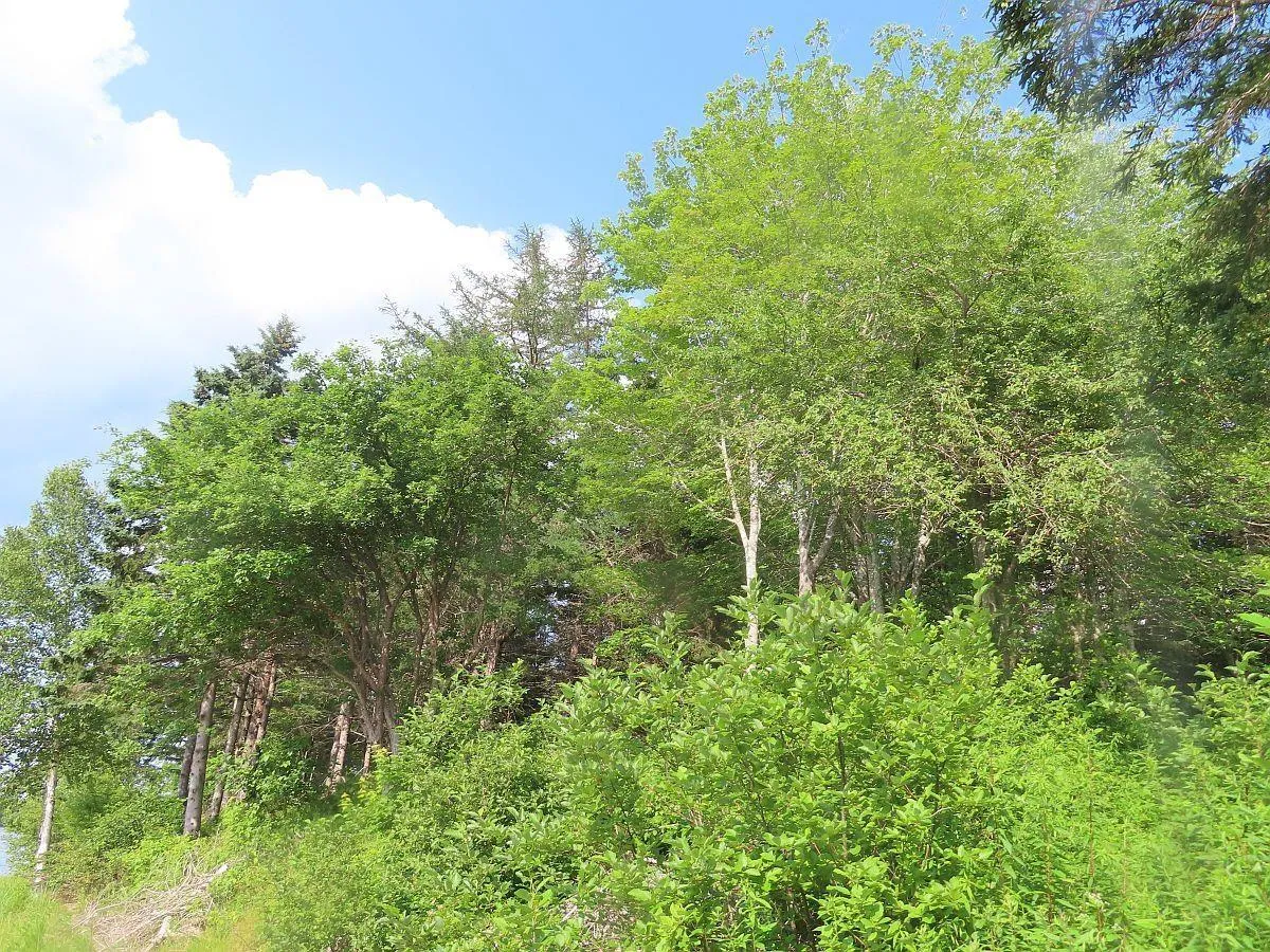 Evanston Road, Evanston Ns B0e 1j0, ,Land,For Sale,Evanston,202316013
