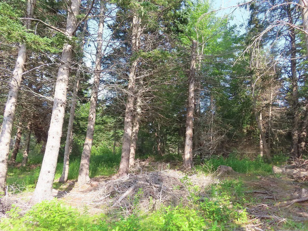 Evanston Road, Evanston Ns B0e 1j0, ,Land,For Sale,Evanston,202316013