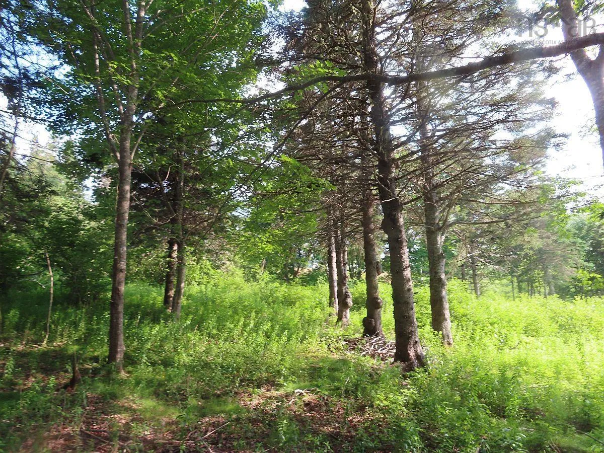 Evanston Road, Evanston Ns B0e 1j0, ,Land,For Sale,Evanston,202316013