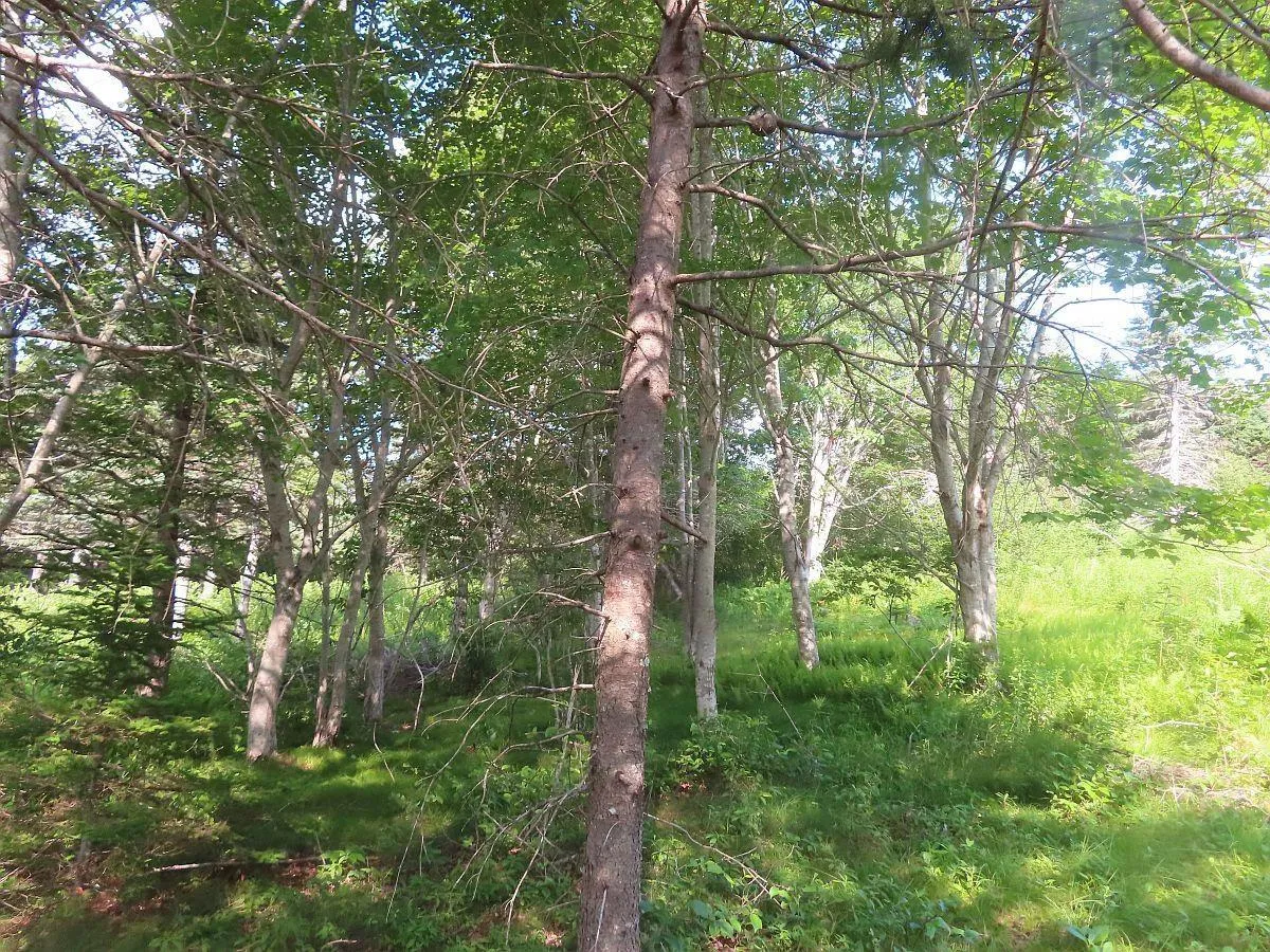 Evanston Road, Evanston Ns B0e 1j0, ,Land,For Sale,Evanston,202316013