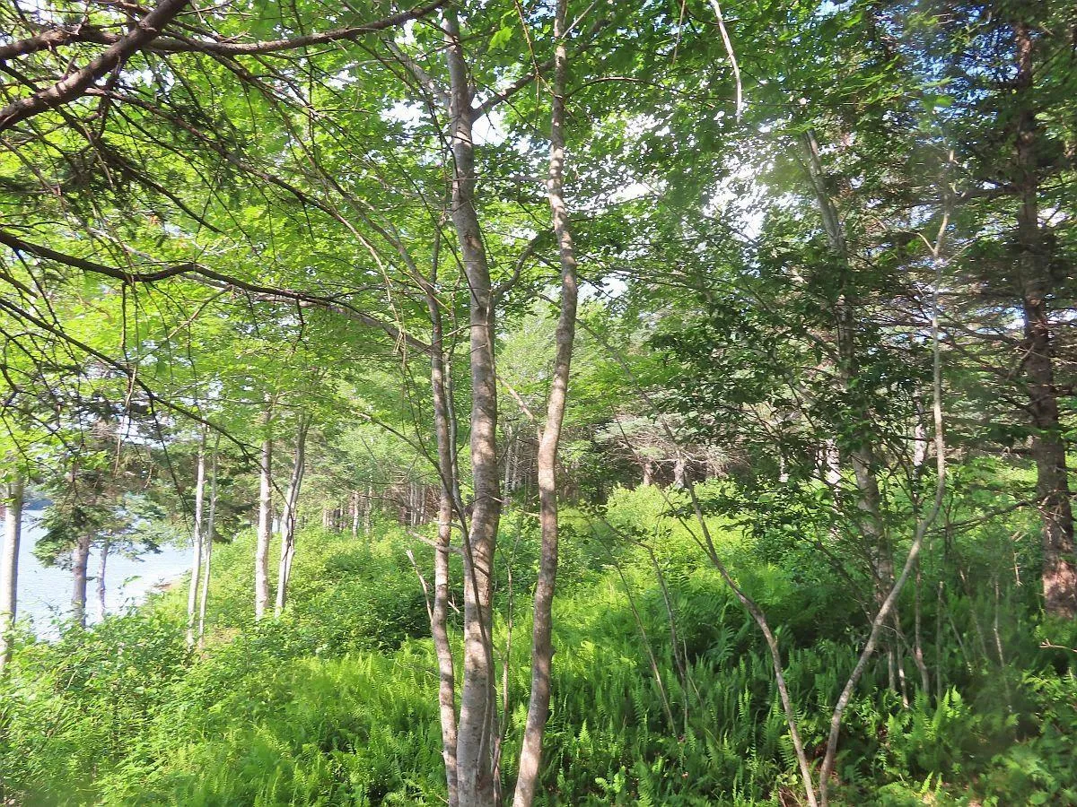 Evanston Road, Evanston Ns B0e 1j0, ,Land,For Sale,Evanston,202316013