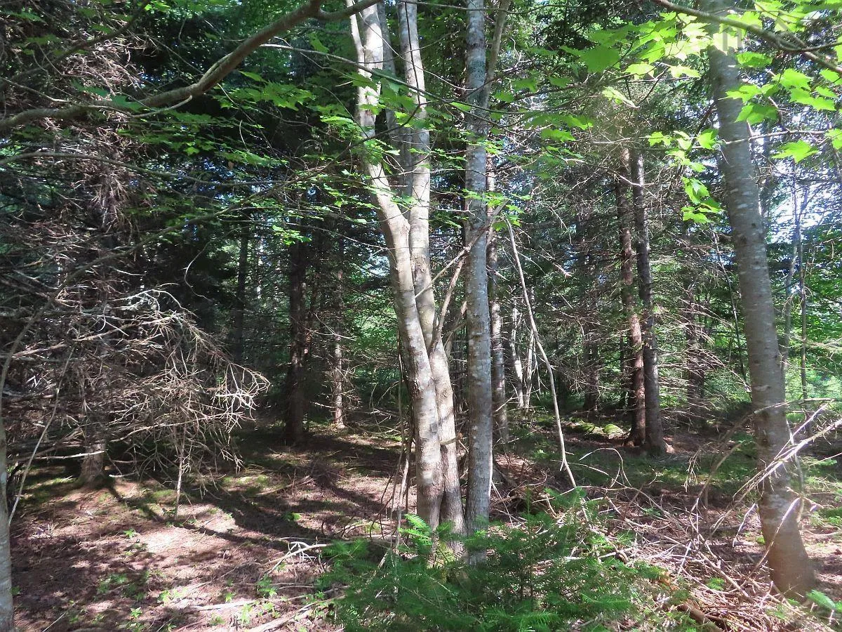 Evanston Road, Evanston Ns B0e 1j0, ,Land,For Sale,Evanston,202316013