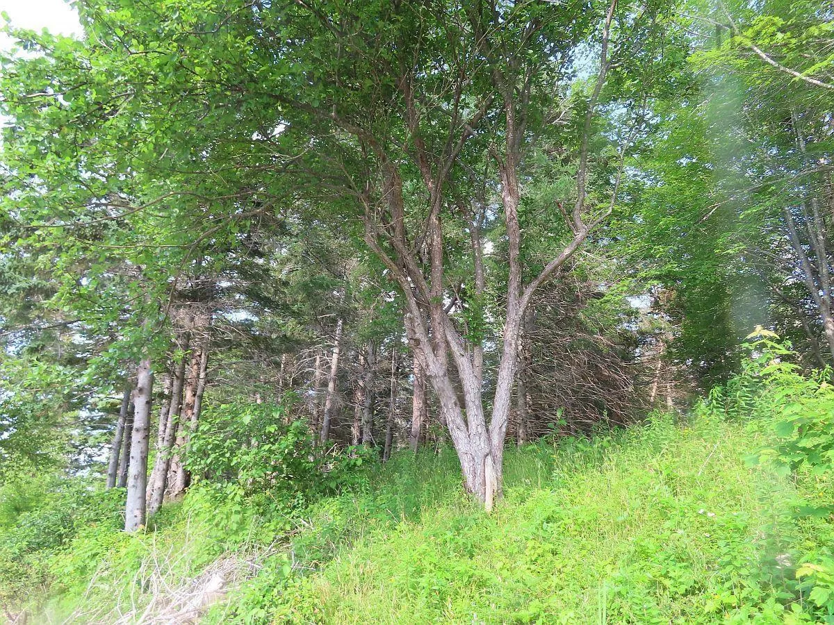 Evanston Road, Evanston Ns B0e 1j0, ,Land,For Sale,Evanston,202316013