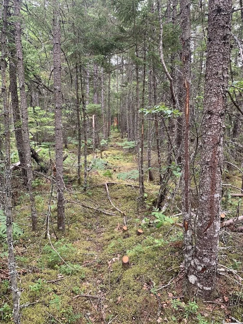 Lot 2 Hunter Road, West Wentworth, NS B0M 1Z0, ,Land,For Sale,Hunter Road,202517866