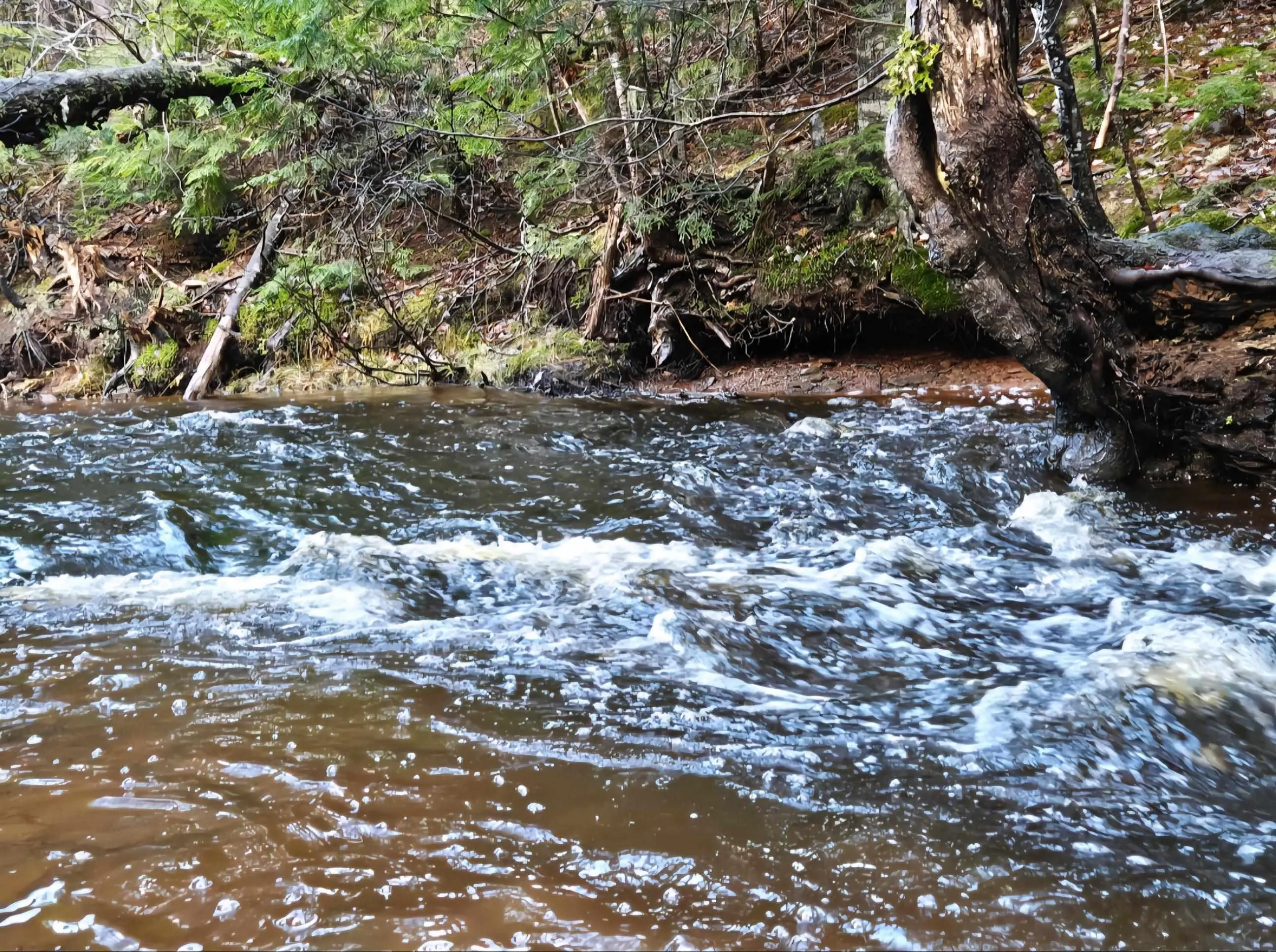 Lot 25-4 Highway #368, Wentworth, NS B0M 1Z0, ,Land,For Sale,Highway #368,202521737