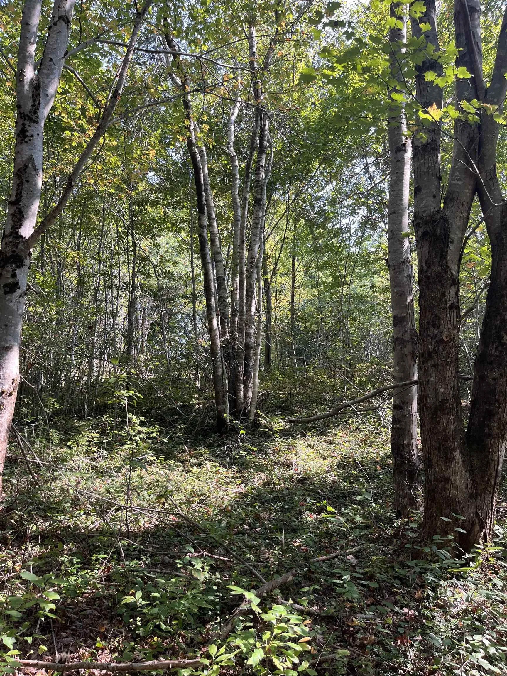 Highway Lot 340, Hassett Ns B0w 3t0, ,Land,For Sale,Highway,202422587