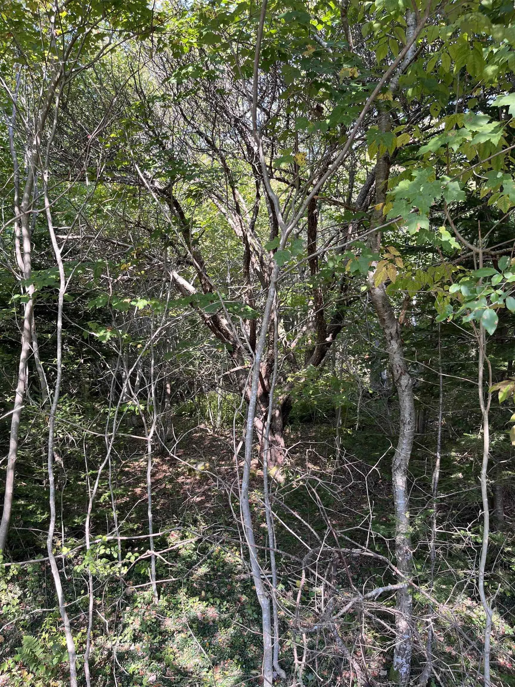 Highway Lot 340, Hassett Ns B0w 3t0, ,Land,For Sale,Highway,202422587