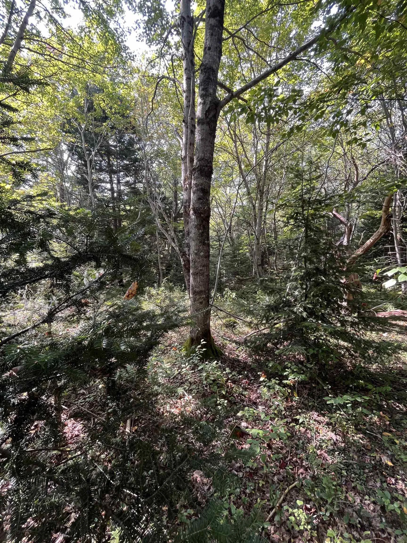 Highway Lot 340, Hassett Ns B0w 3t0, ,Land,For Sale,Highway,202422587