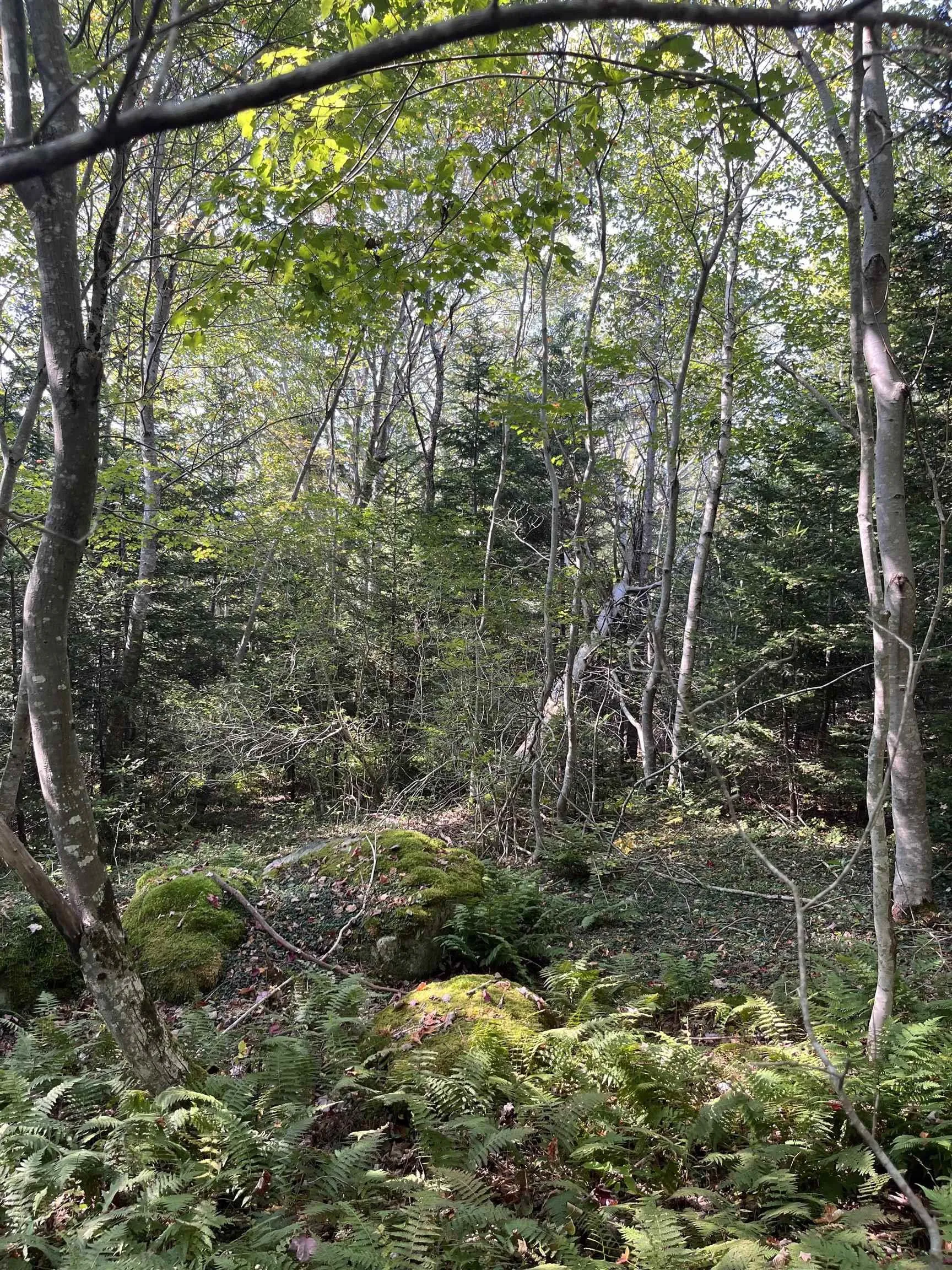 Highway Lot 340, Hassett Ns B0w 3t0, ,Land,For Sale,Highway,202422587