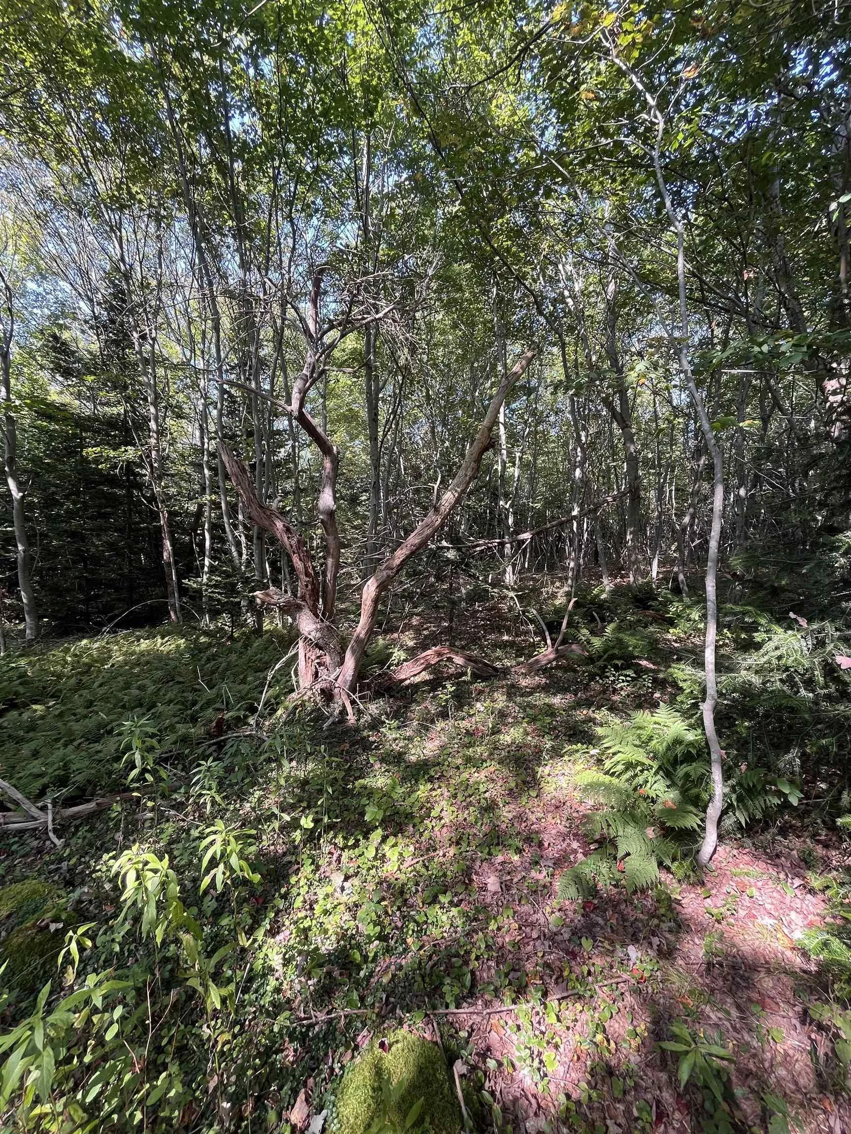 Highway Lot 340, Hassett Ns B0w 3t0, ,Land,For Sale,Highway,202422587