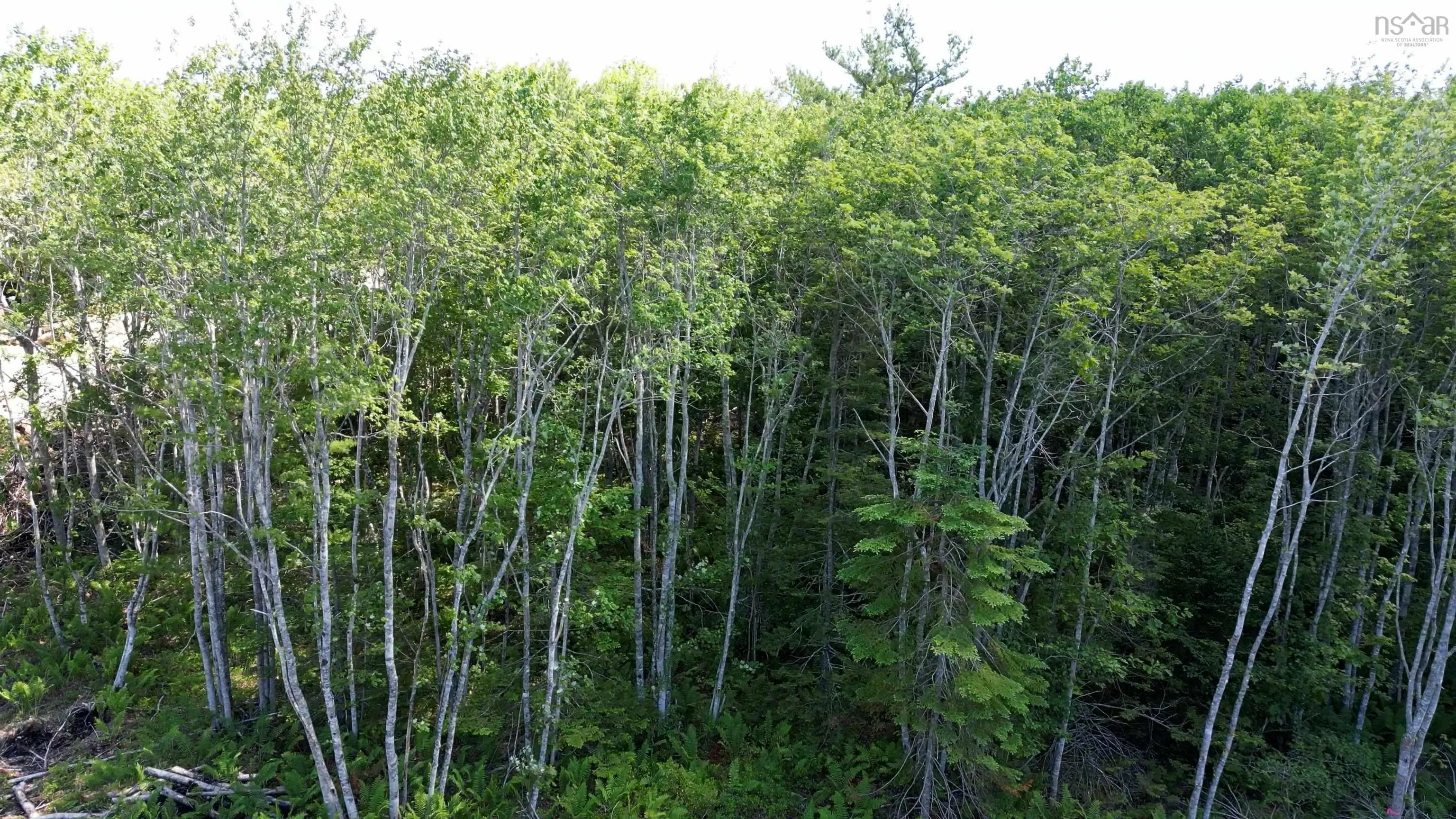 Morton Drive, Liverpool Ns B0t 1k0, ,Land,For Sale,Morton,202416089
