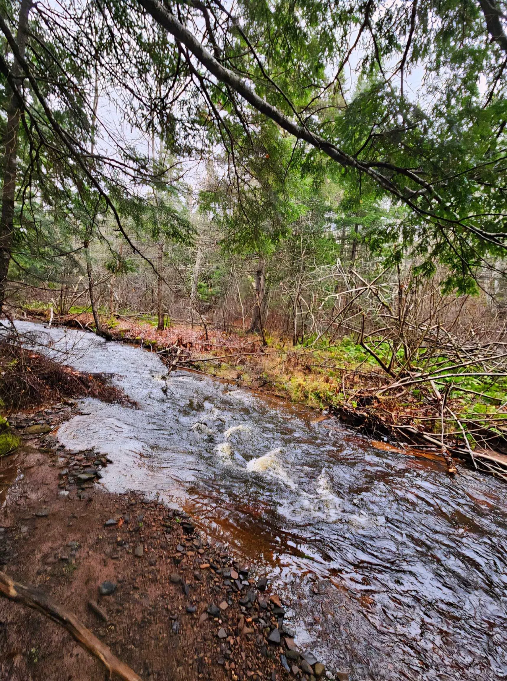 Lot 25-5 Highway #368, Wentworth, NS B0M 1Z0, ,Land,For Sale,Highway #368,202521738