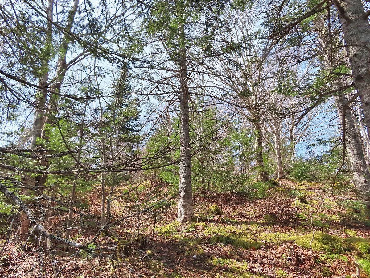 Lot 19 Joanne Langford Drive, French Road, NS B1K 3P9, ,Land,For Sale,Joanne Langford,202518867