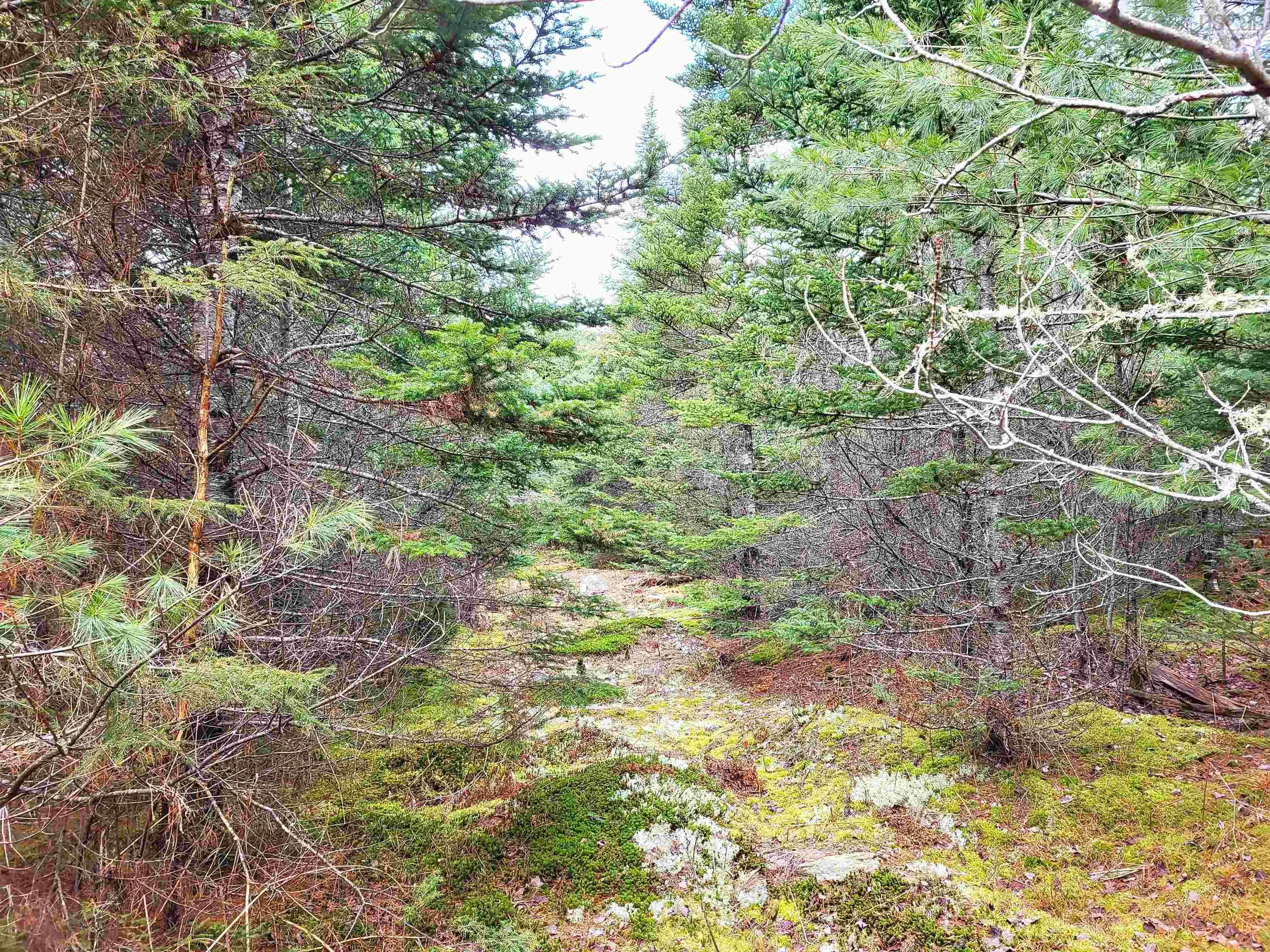 Silver Road, Nineveh Ns B0r 1e0, ,Land,For Sale,Silver,202402328