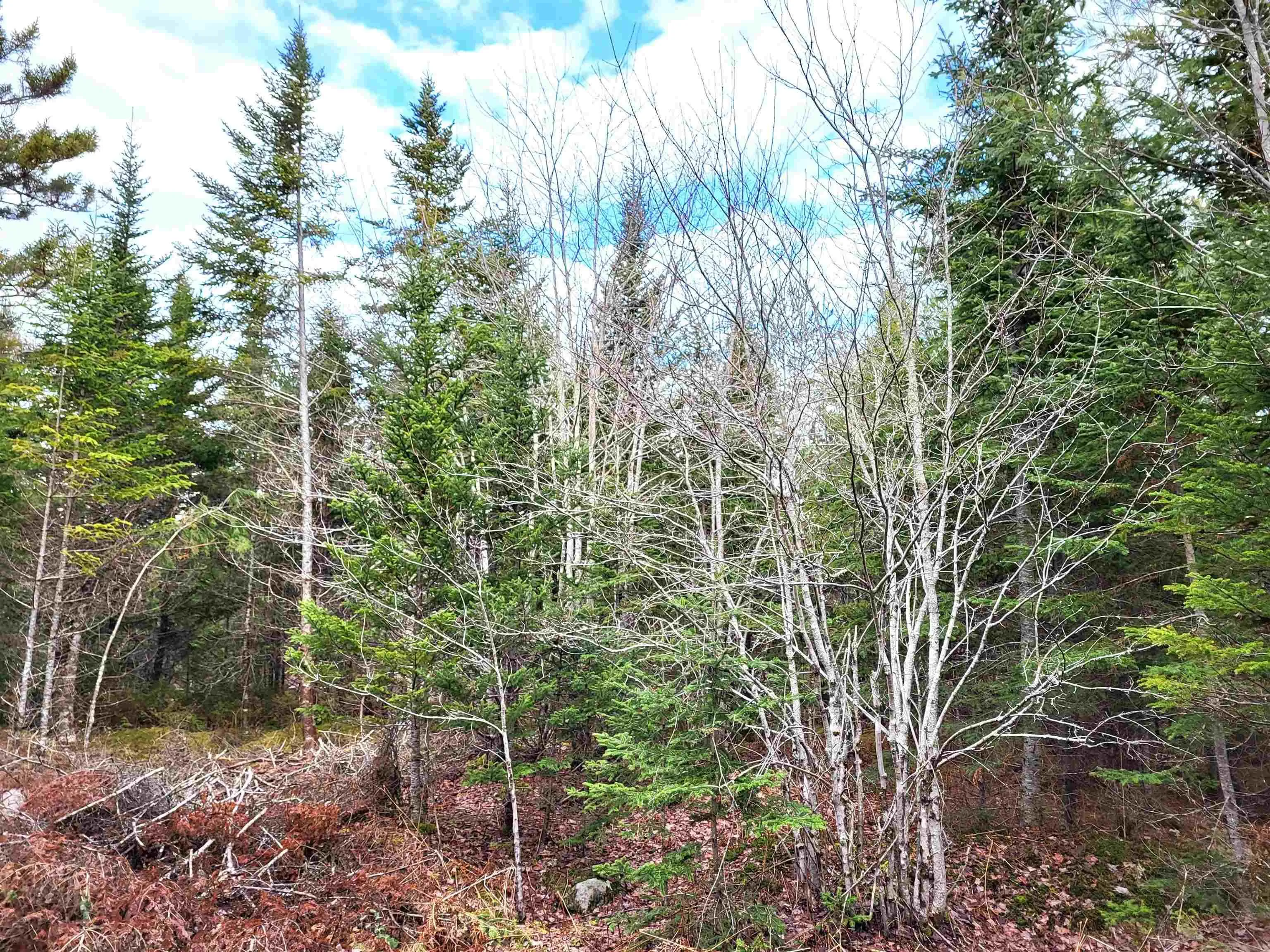 Silver Road, Nineveh Ns B0r 1e0, ,Land,For Sale,Silver,202402328