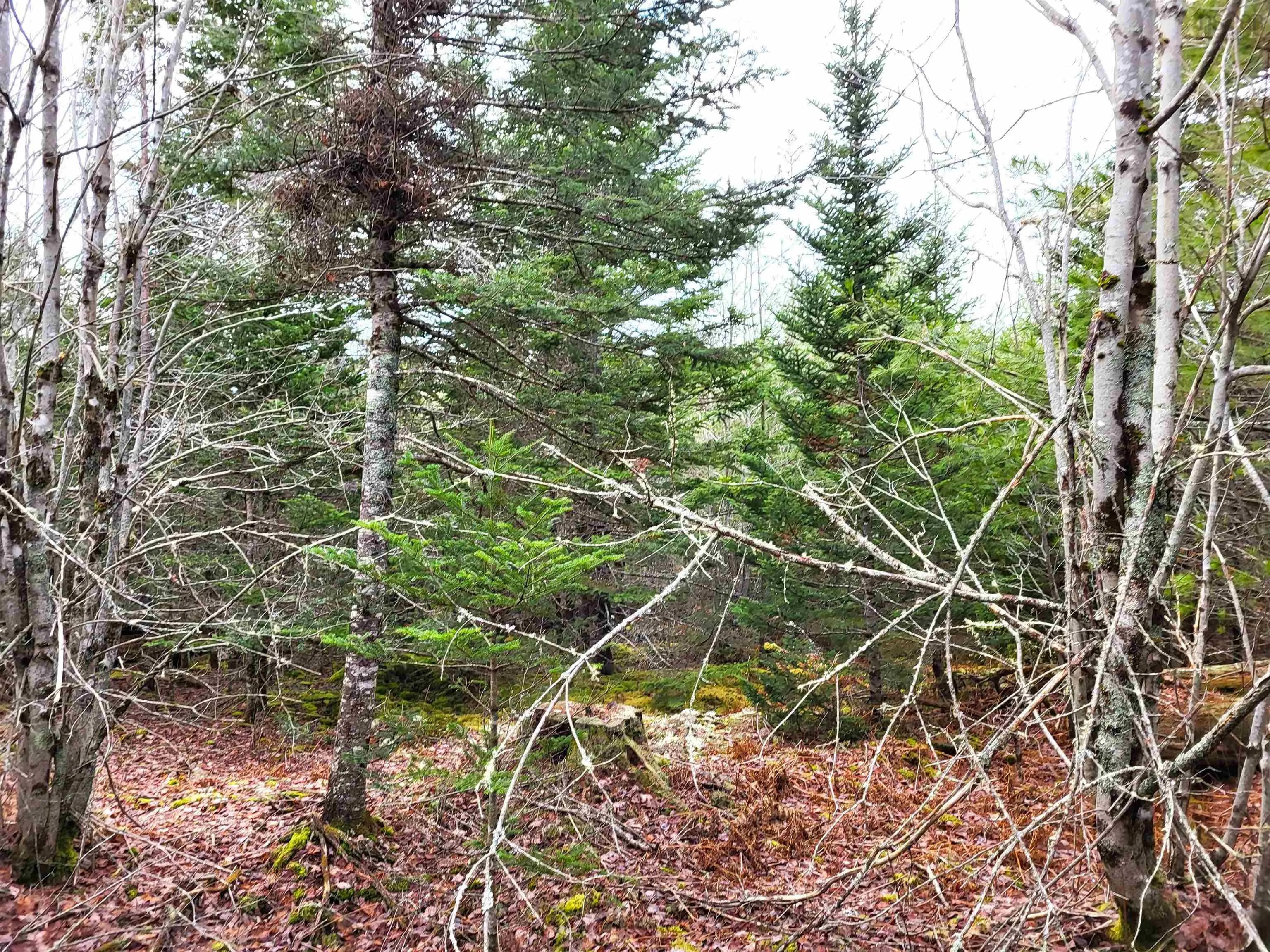 Silver Road, Nineveh Ns B0r 1e0, ,Land,For Sale,Silver,202402328