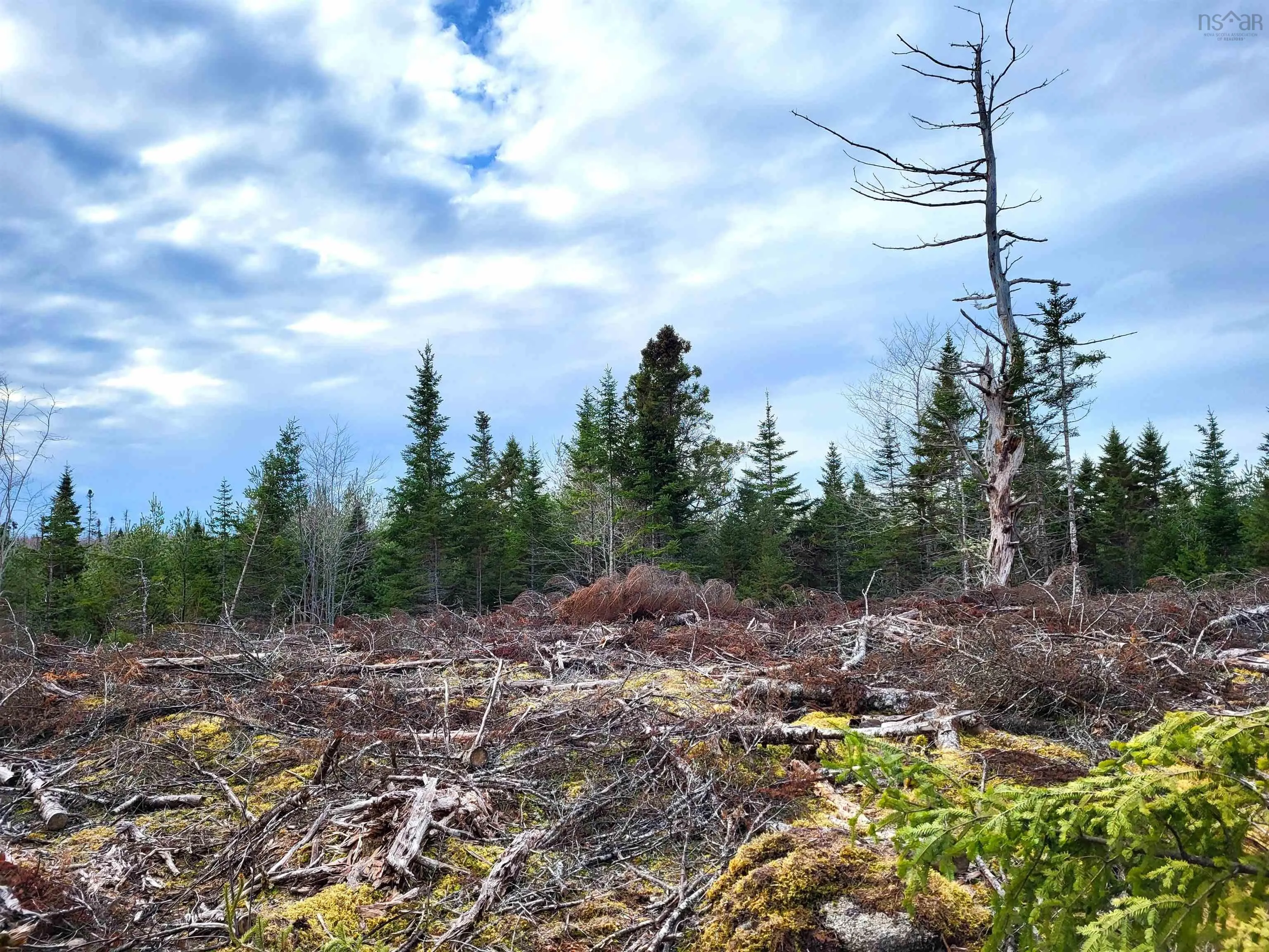 Silver Road, Nineveh Ns B0r 1e0, ,Land,For Sale,Silver,202402328