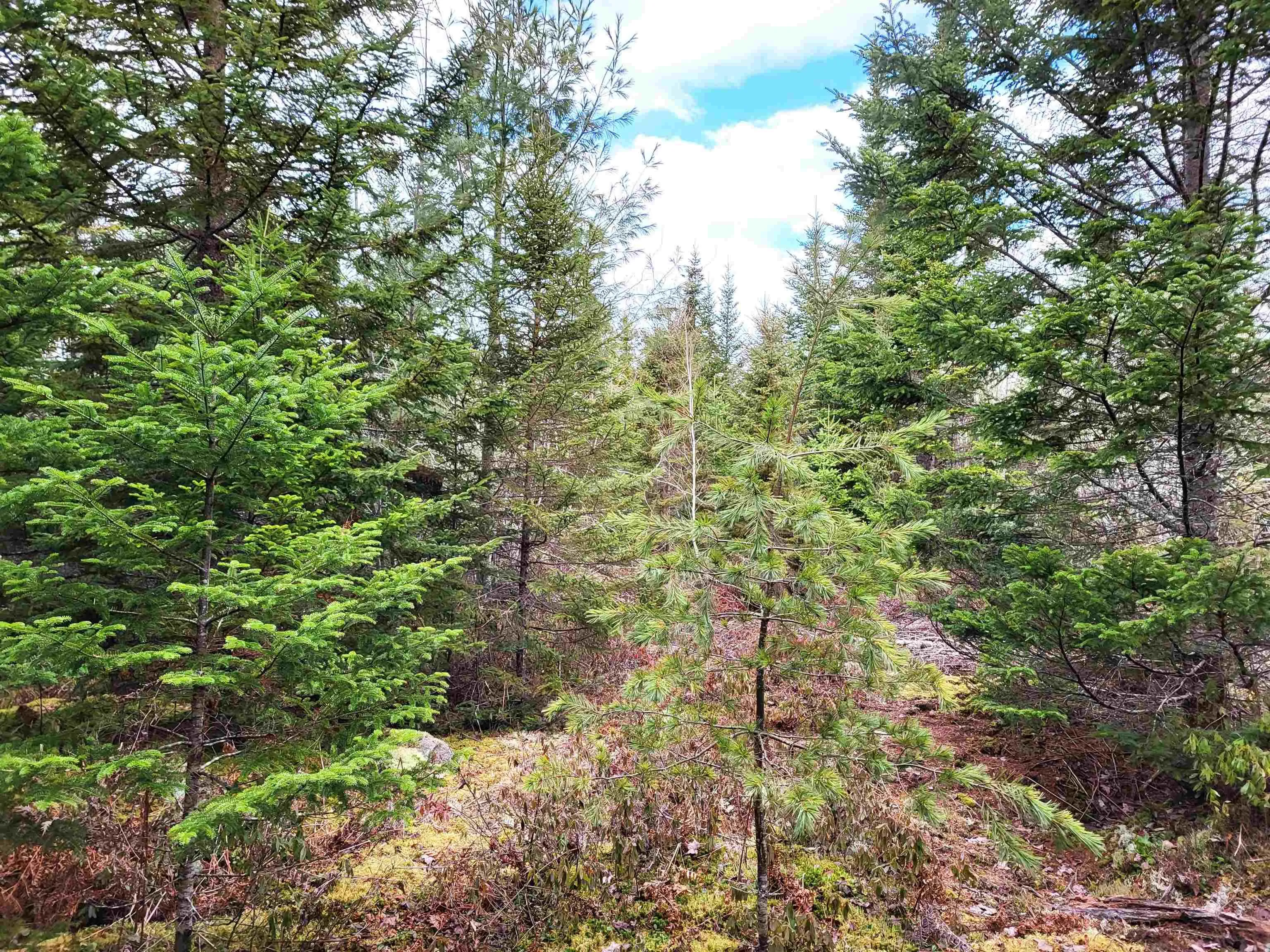 Silver Road, Nineveh Ns B0r 1e0, ,Land,For Sale,Silver,202402328
