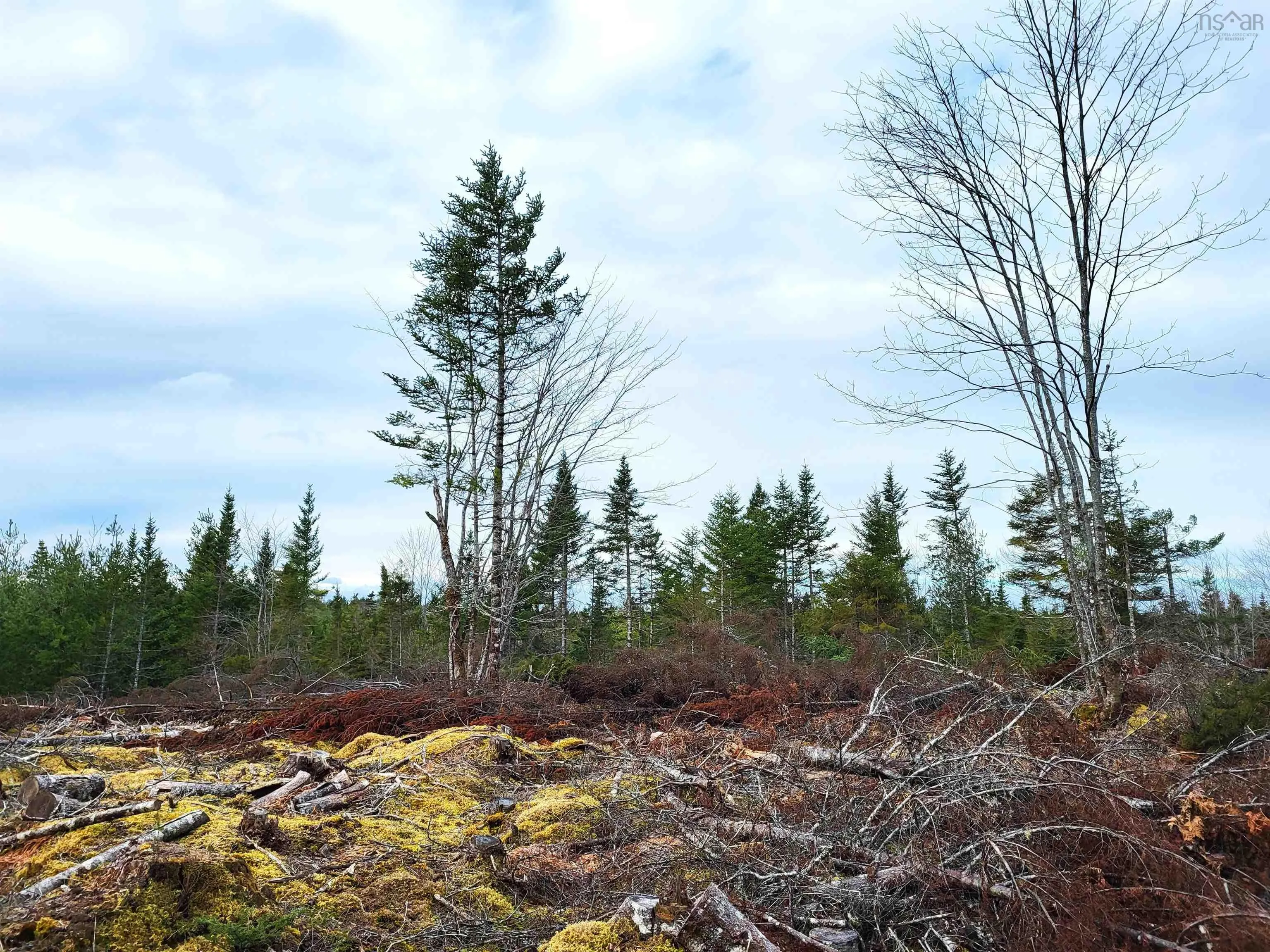 Silver Road, Nineveh Ns B0r 1e0, ,Land,For Sale,Silver,202402328