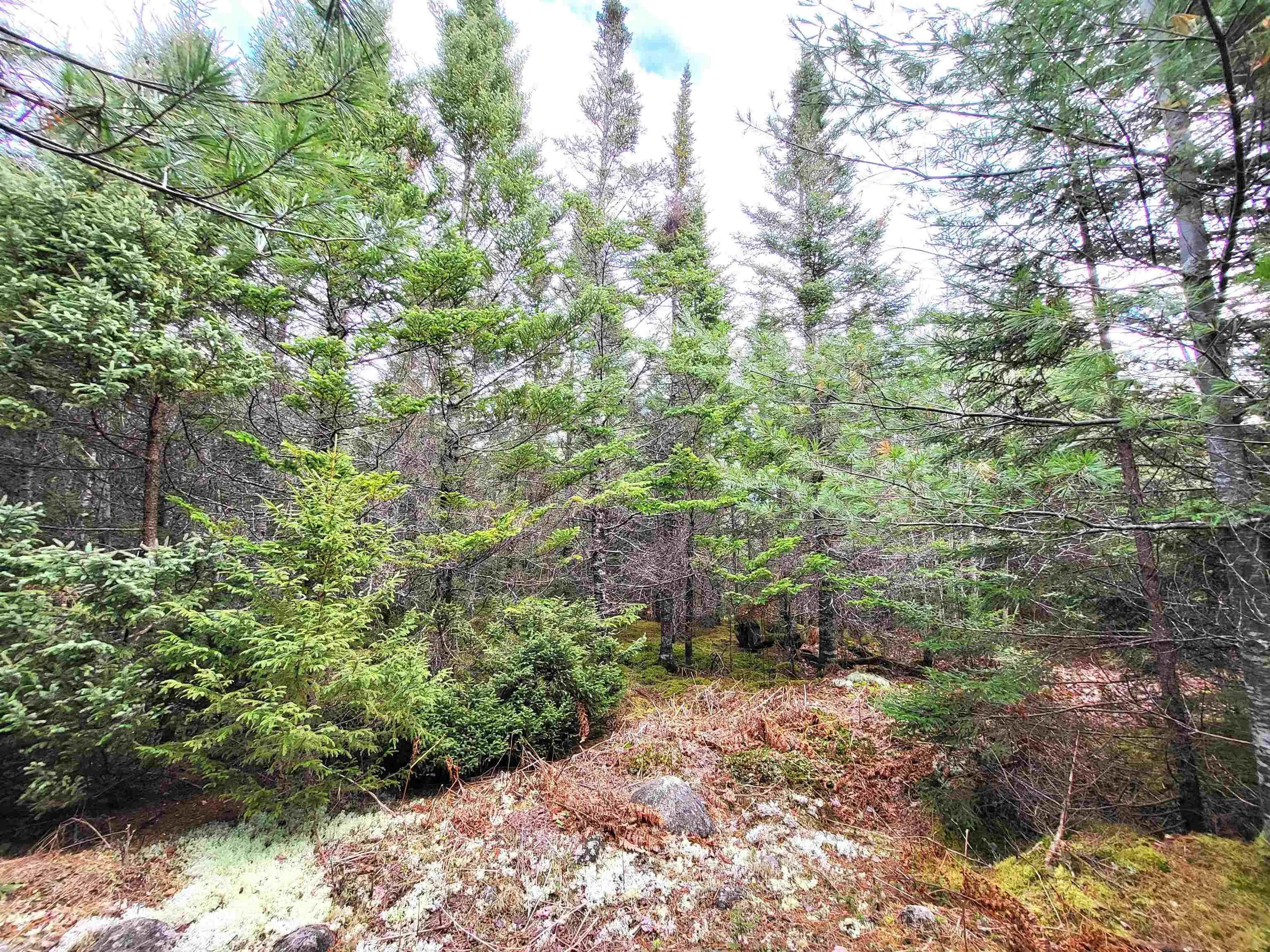 Silver Road, Nineveh Ns B0r 1e0, ,Land,For Sale,Silver,202402328