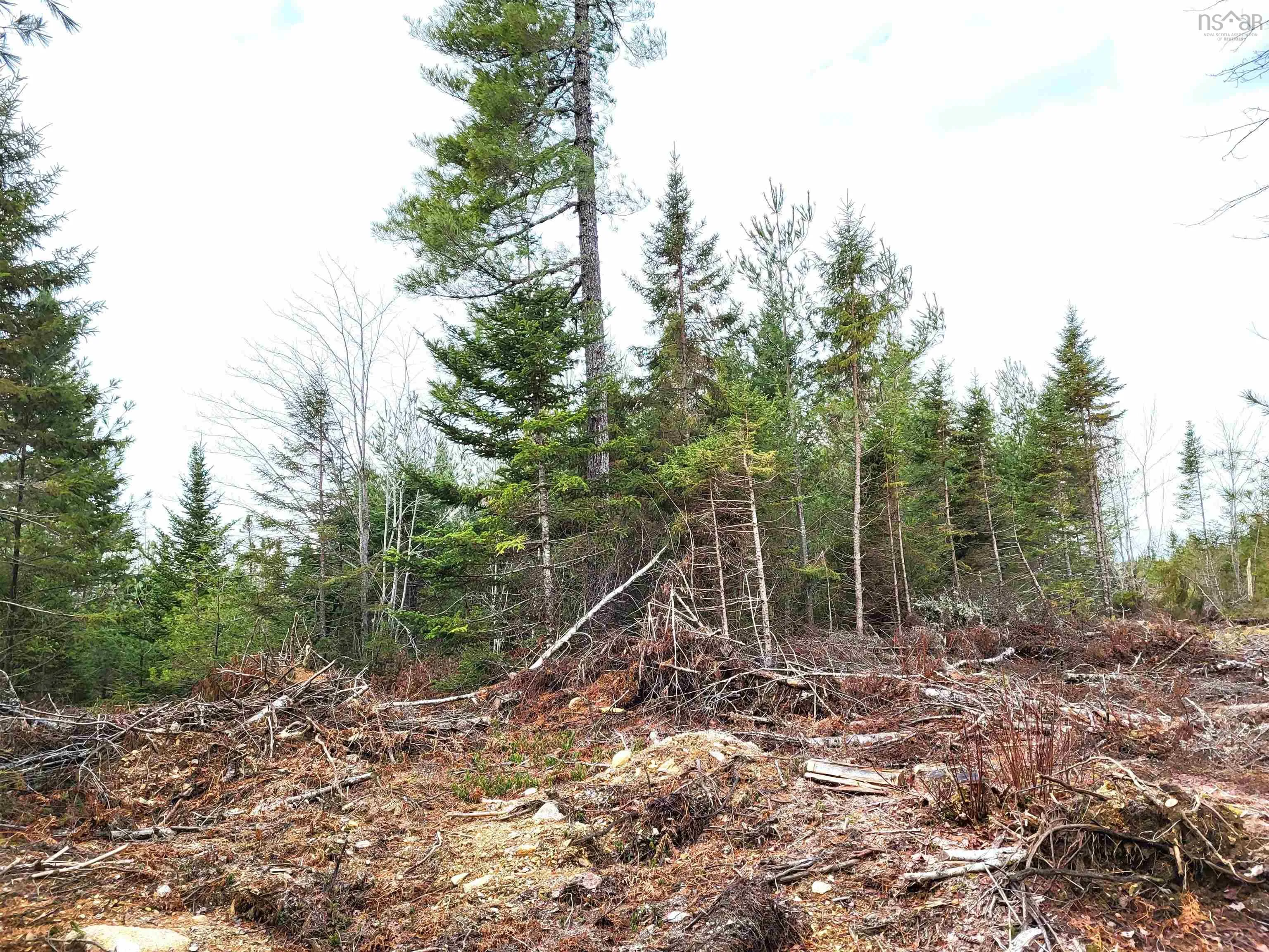 Silver Road, Nineveh Ns B0r 1e0, ,Land,For Sale,Silver,202402328
