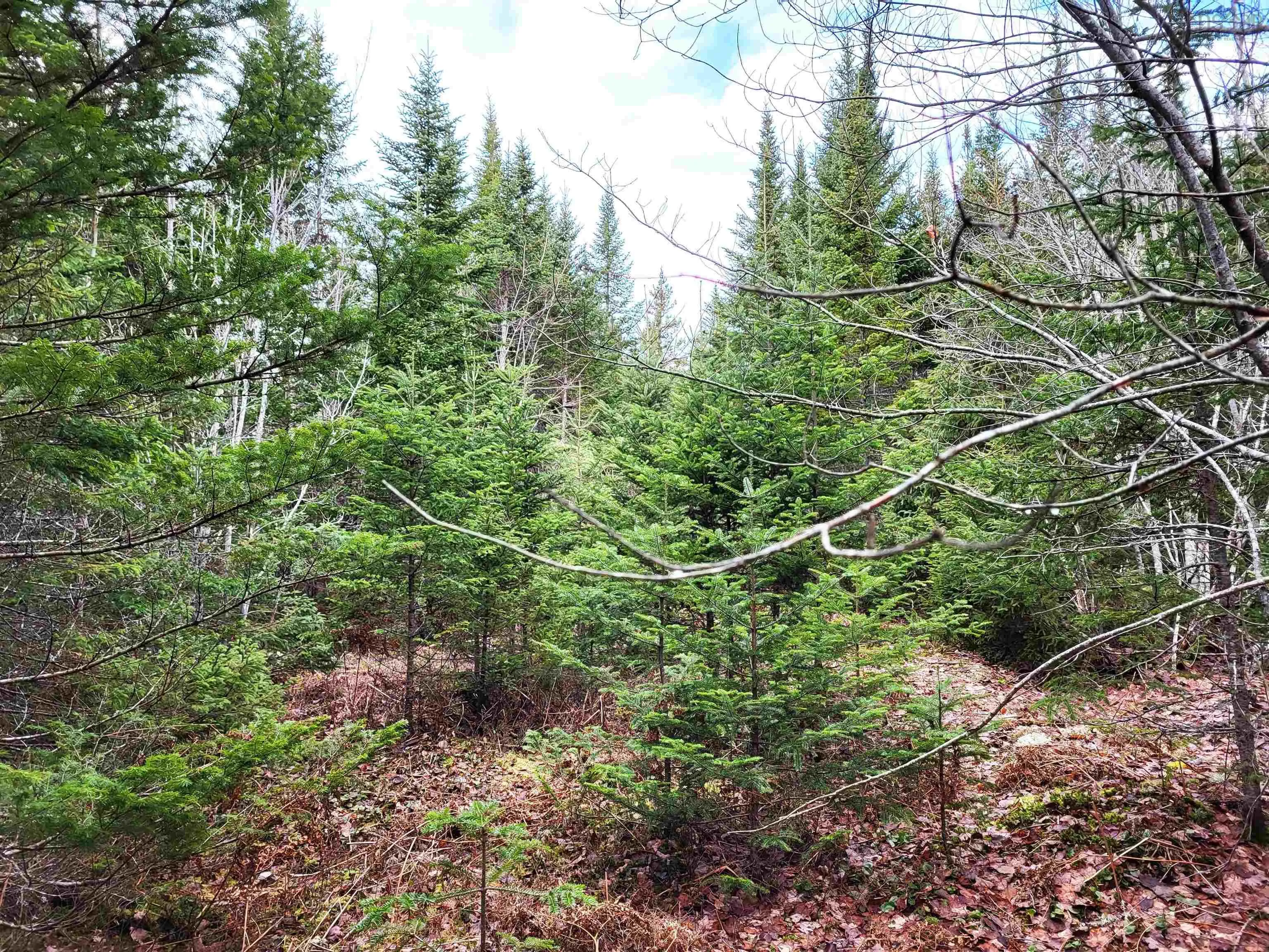 Silver Road, Nineveh Ns B0r 1e0, ,Land,For Sale,Silver,202402328