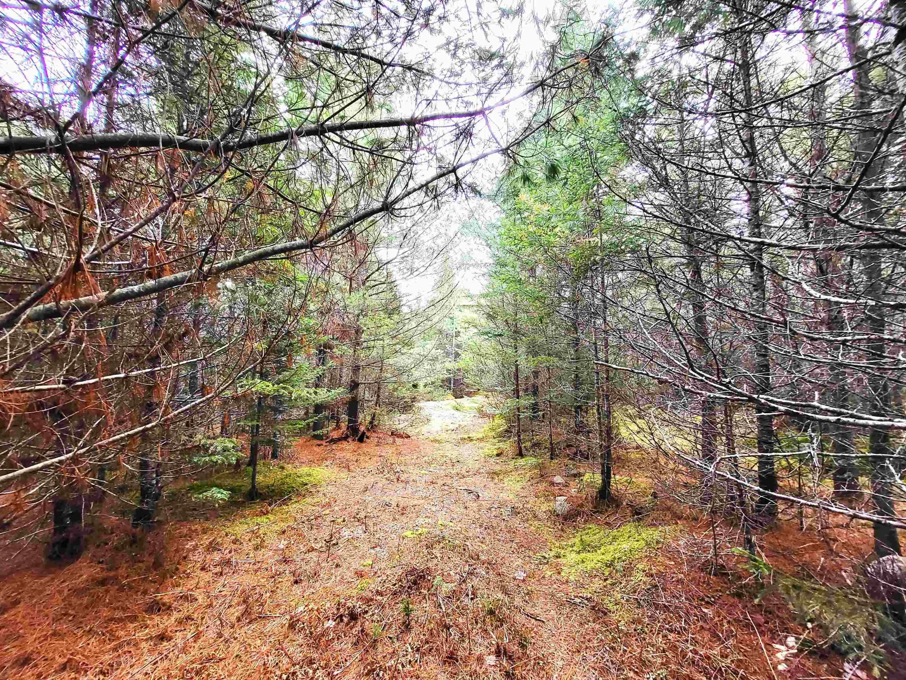 Silver Road, Nineveh Ns B0r 1e0, ,Land,For Sale,Silver,202402328