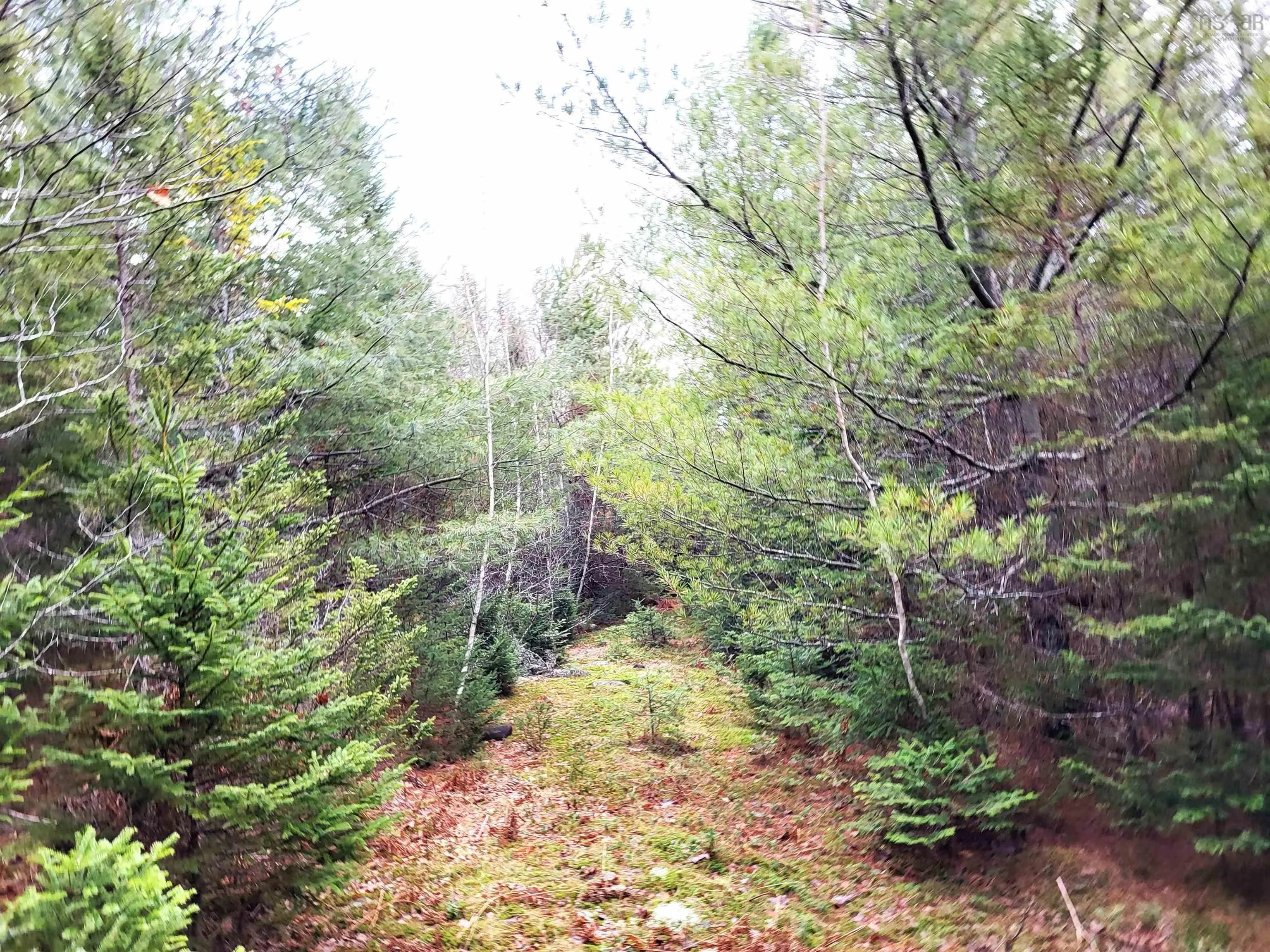 Silver Road, Nineveh Ns B0r 1e0, ,Land,For Sale,Silver,202402328
