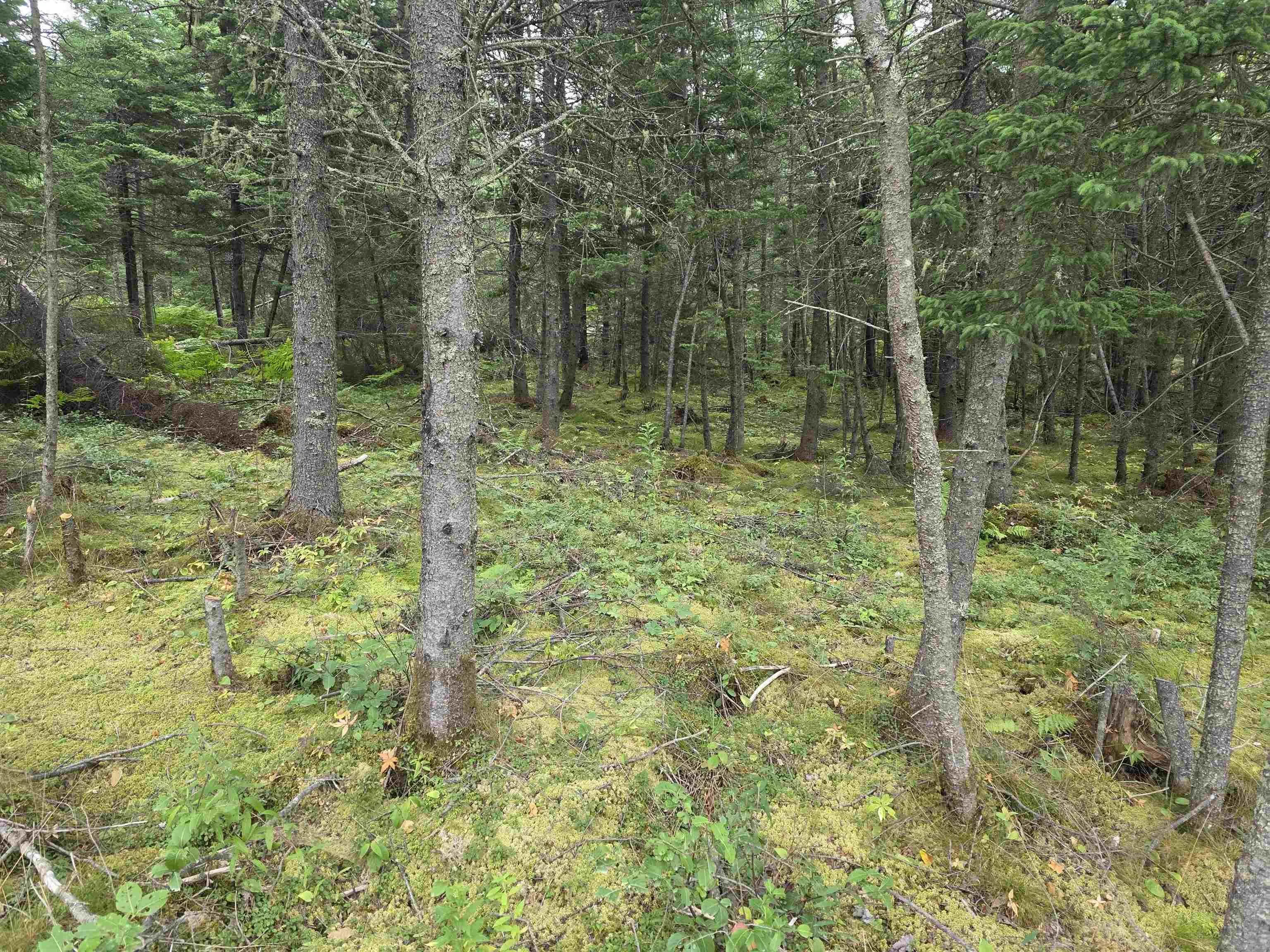 Lot 8 Mountain Road, River Tillard, NS B0E 2X0, ,Land,For Sale,Mountain,202522516