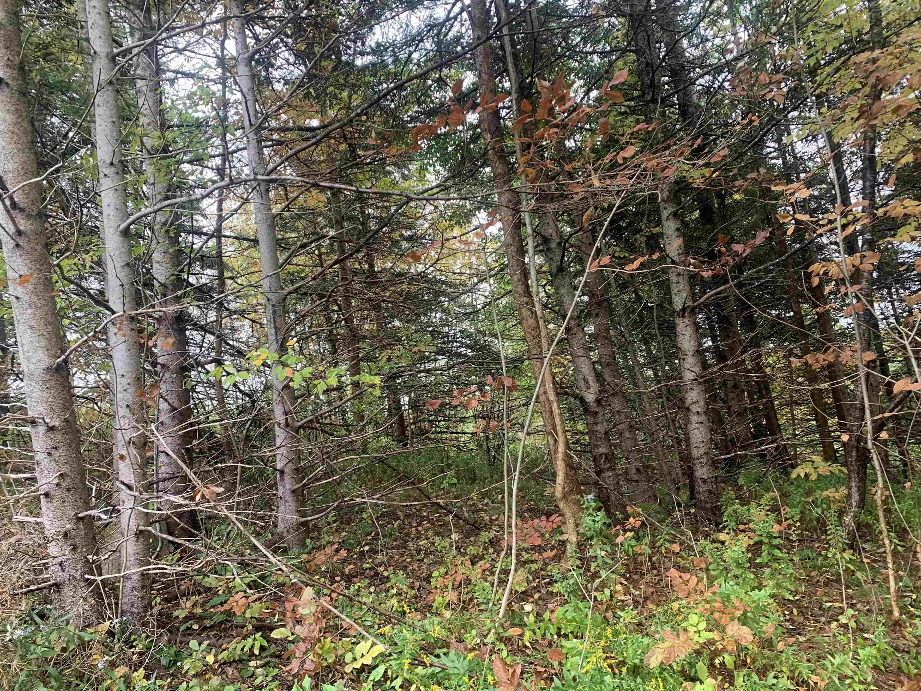 Torbrook Road Lot 18, Torbrook Ns B0p 1r0, ,Land,For Sale,Torbrook,202418914
