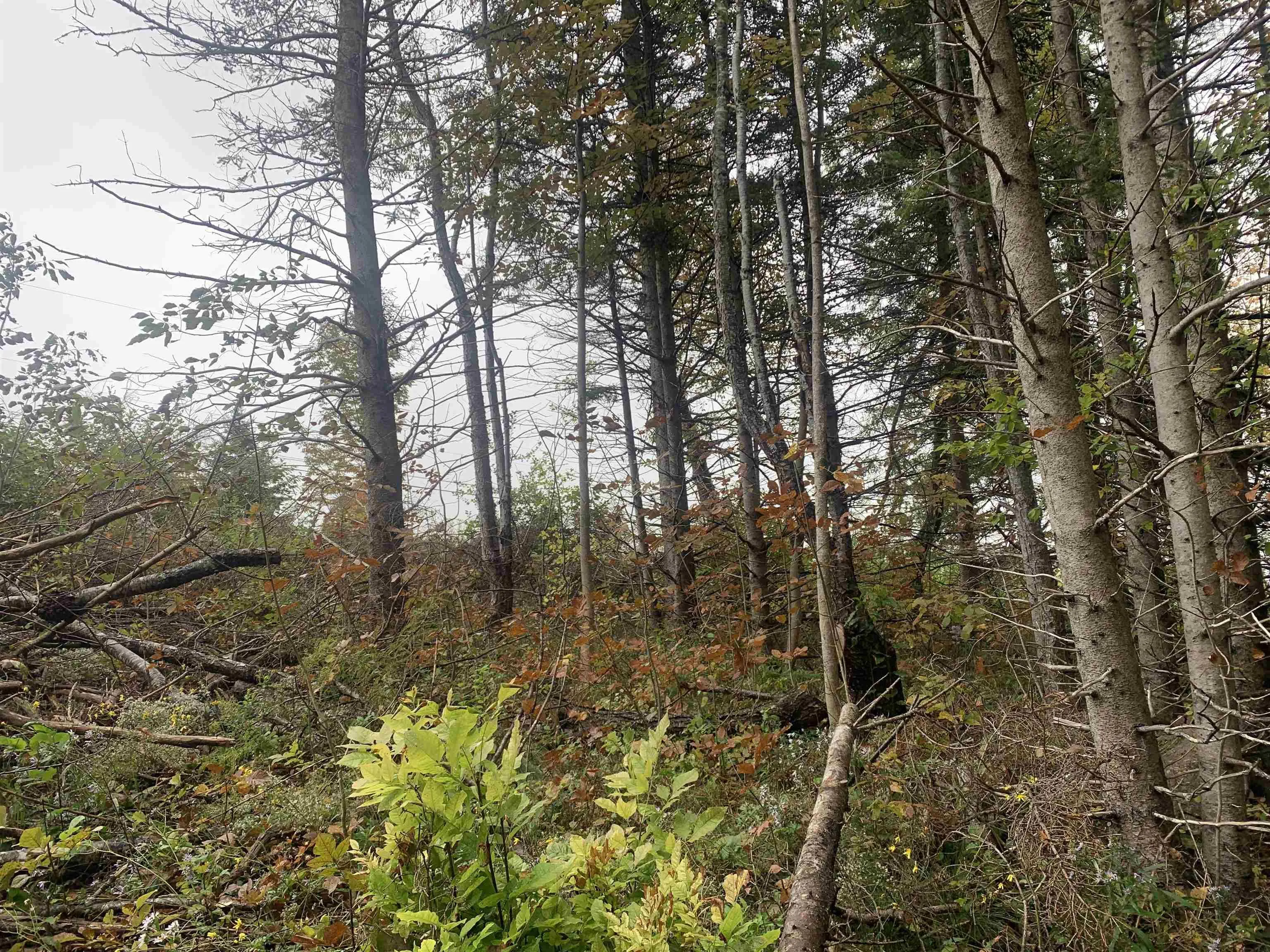 Torbrook Road Lot 18, Torbrook Ns B0p 1r0, ,Land,For Sale,Torbrook,202418914
