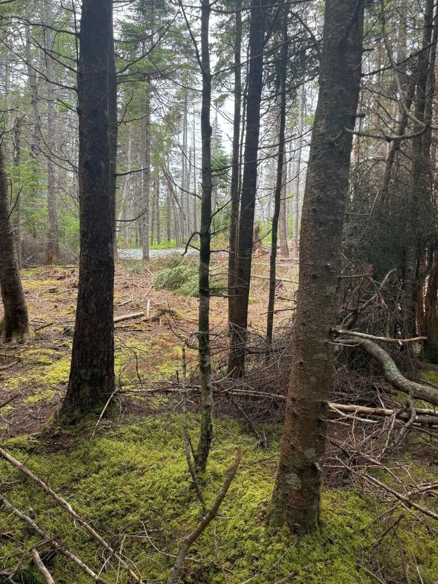 241 Walkerville Road Lot 1, Walkerville Ns B0e 1j0, ,Land,For Sale,Walkerville,202407301