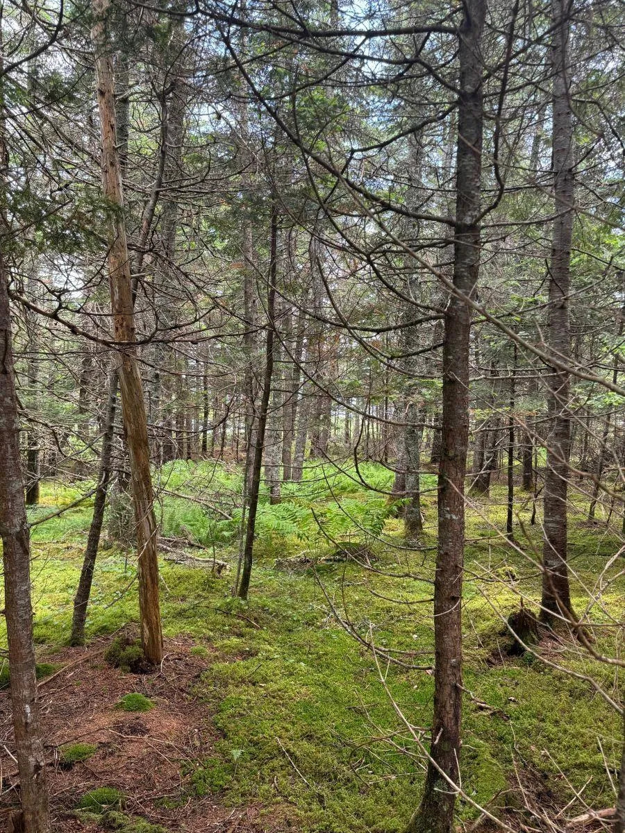 241 Walkerville Road Lot 1, Walkerville Ns B0e 1j0, ,Land,For Sale,Walkerville,202407301