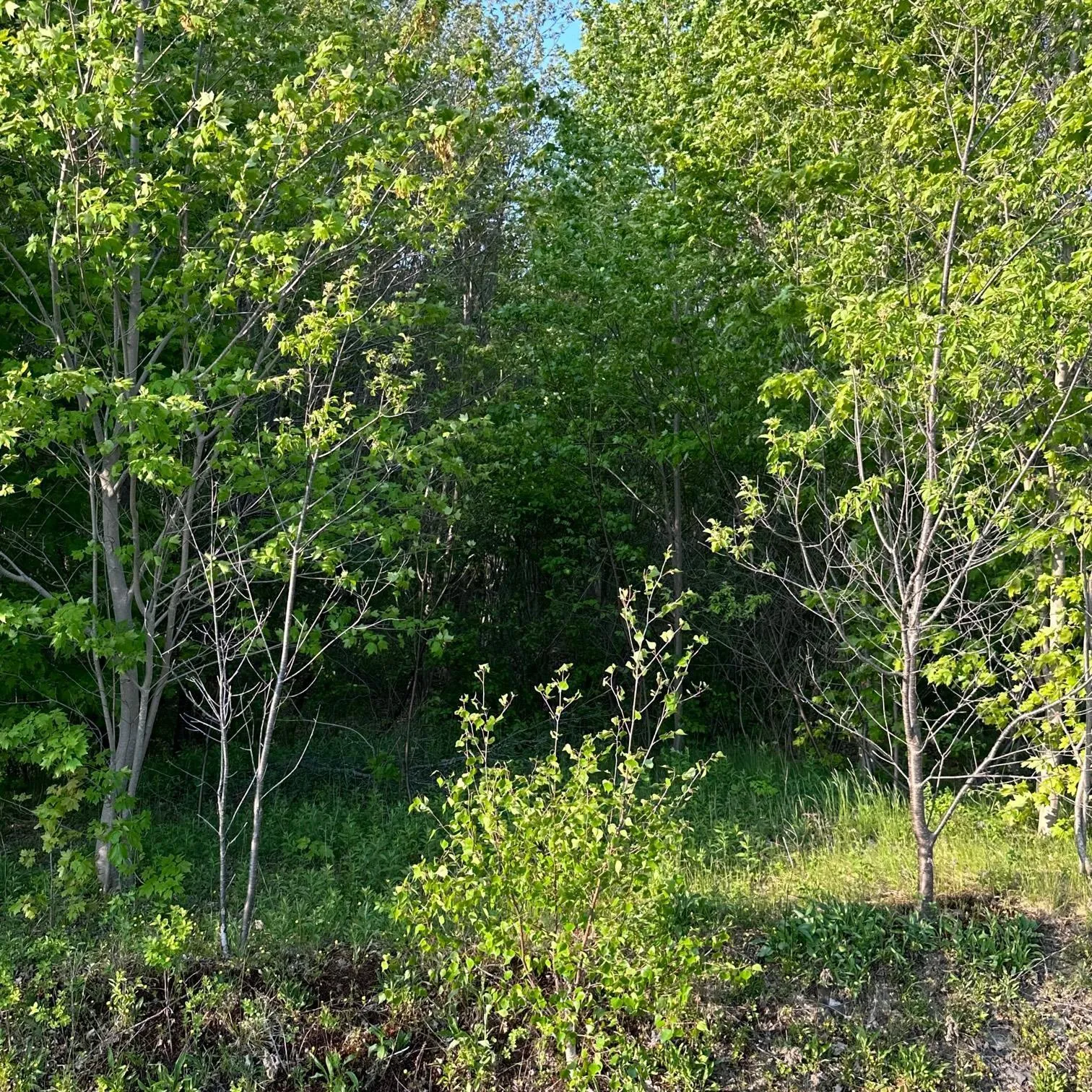 15 Conquerall Road, Hebbs Cross, NS B4V 0Z6, ,Land,For Sale,Conquerall,202522233