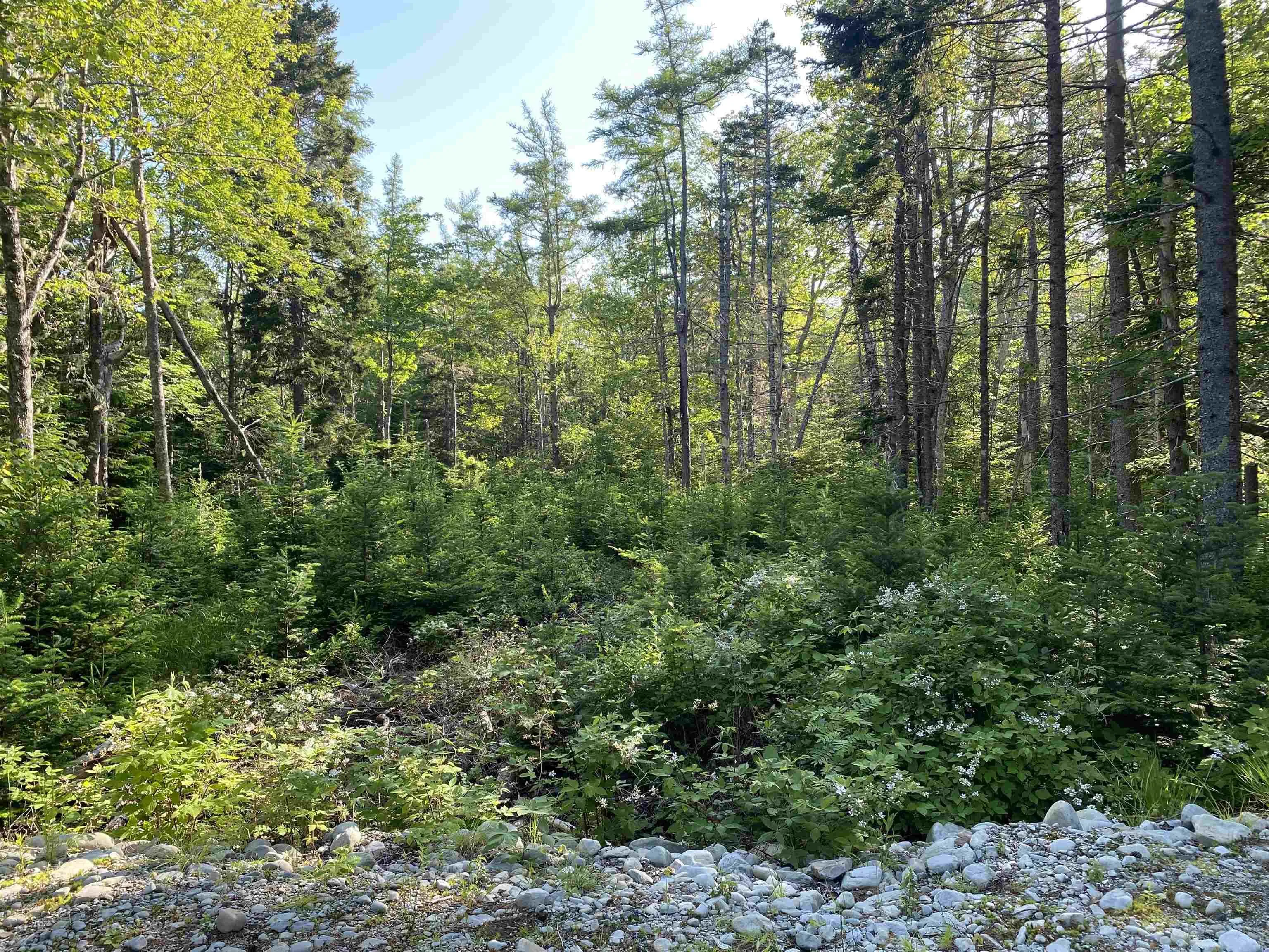 White Point 1 Road, White Point, NS B0T 1G0, ,Land,For Sale,White Point 1 Road,202515294
