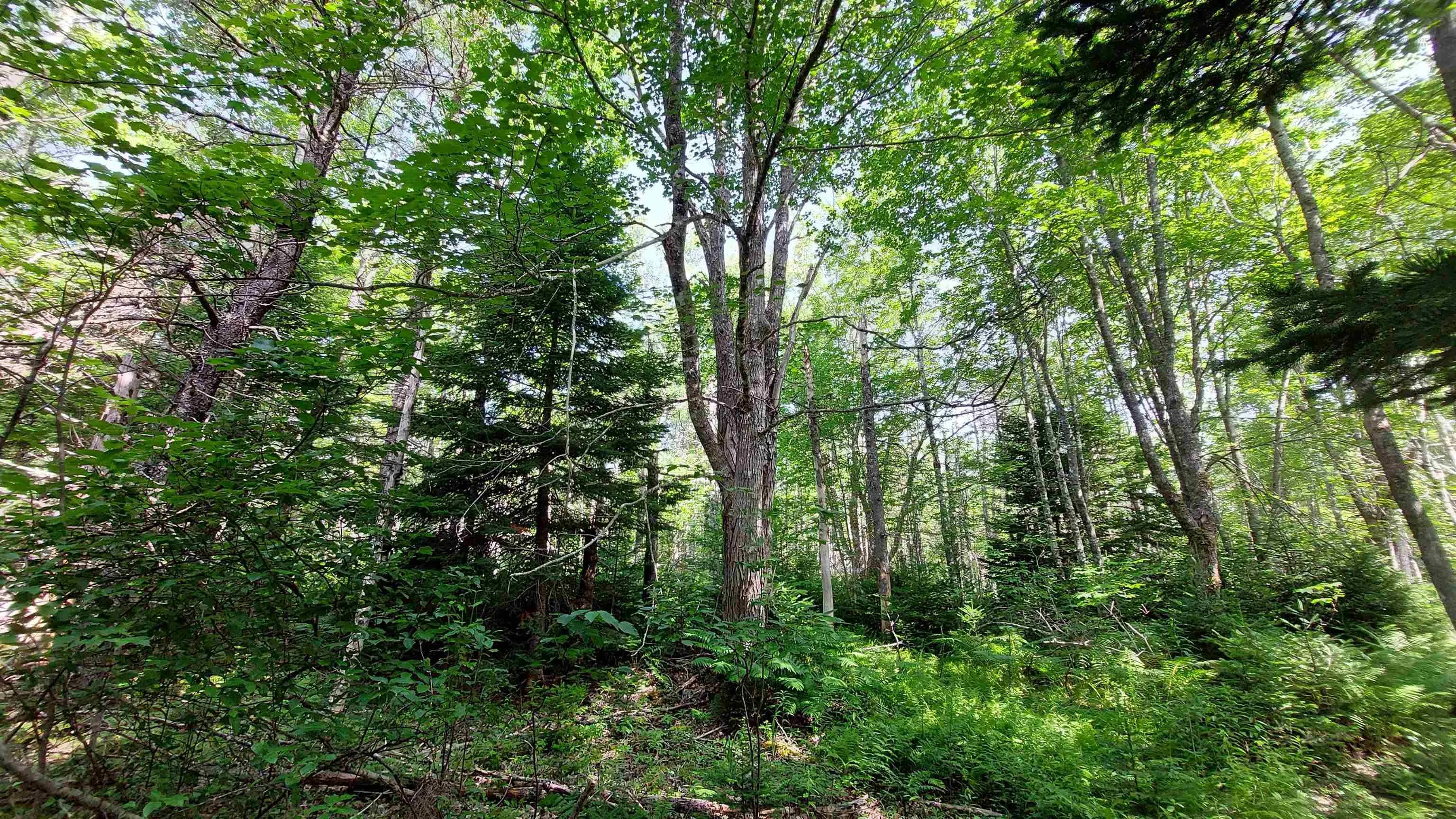 Lot 5 Tranquil Shore Rd, Marshes (west Bay), NS B0E 1V0, ,Land,For Sale,Tranquil Shore Rd,202518509