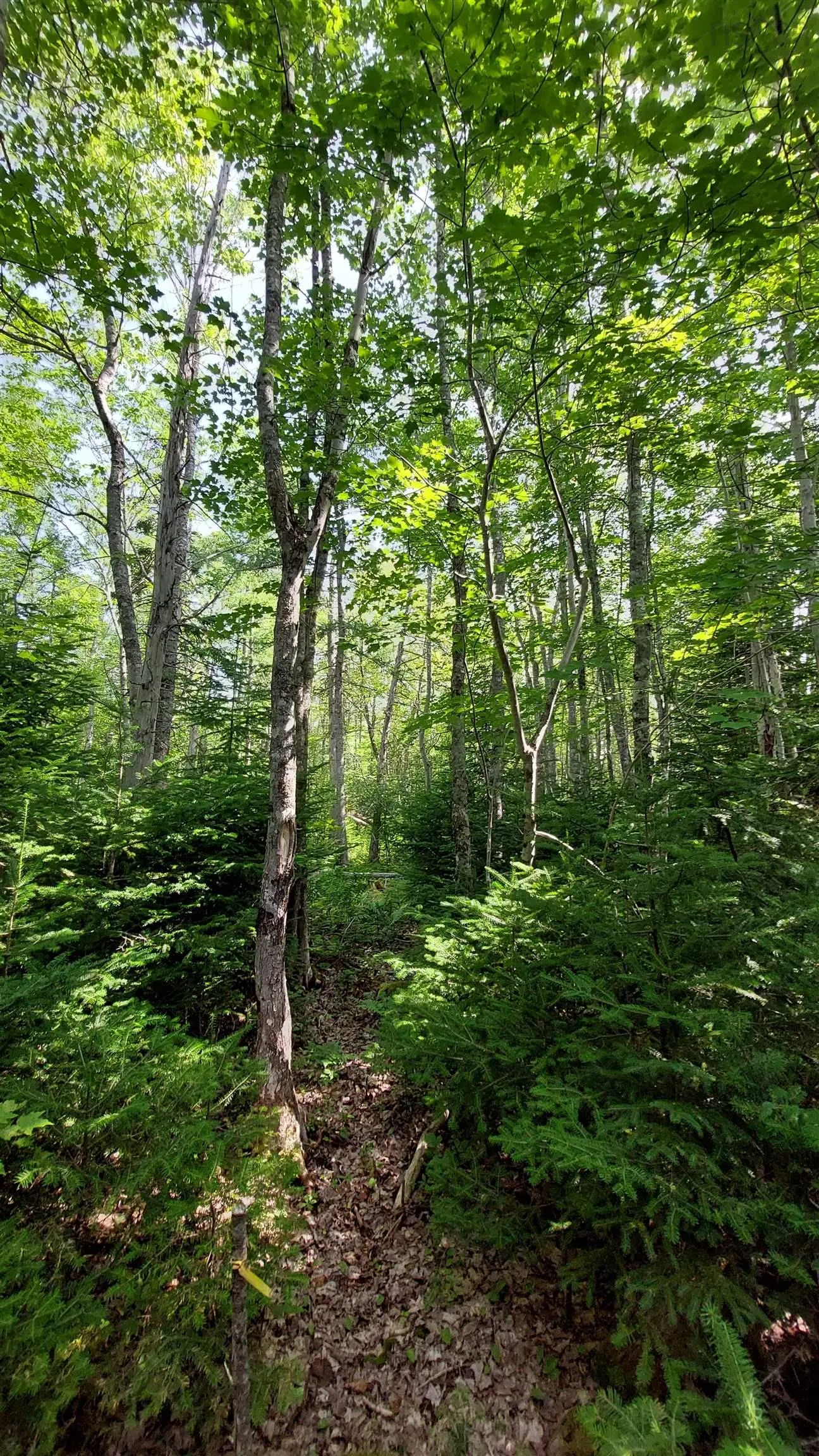 Lot 5 Tranquil Shore Rd, Marshes (west Bay), NS B0E 1V0, ,Land,For Sale,Tranquil Shore Rd,202518509