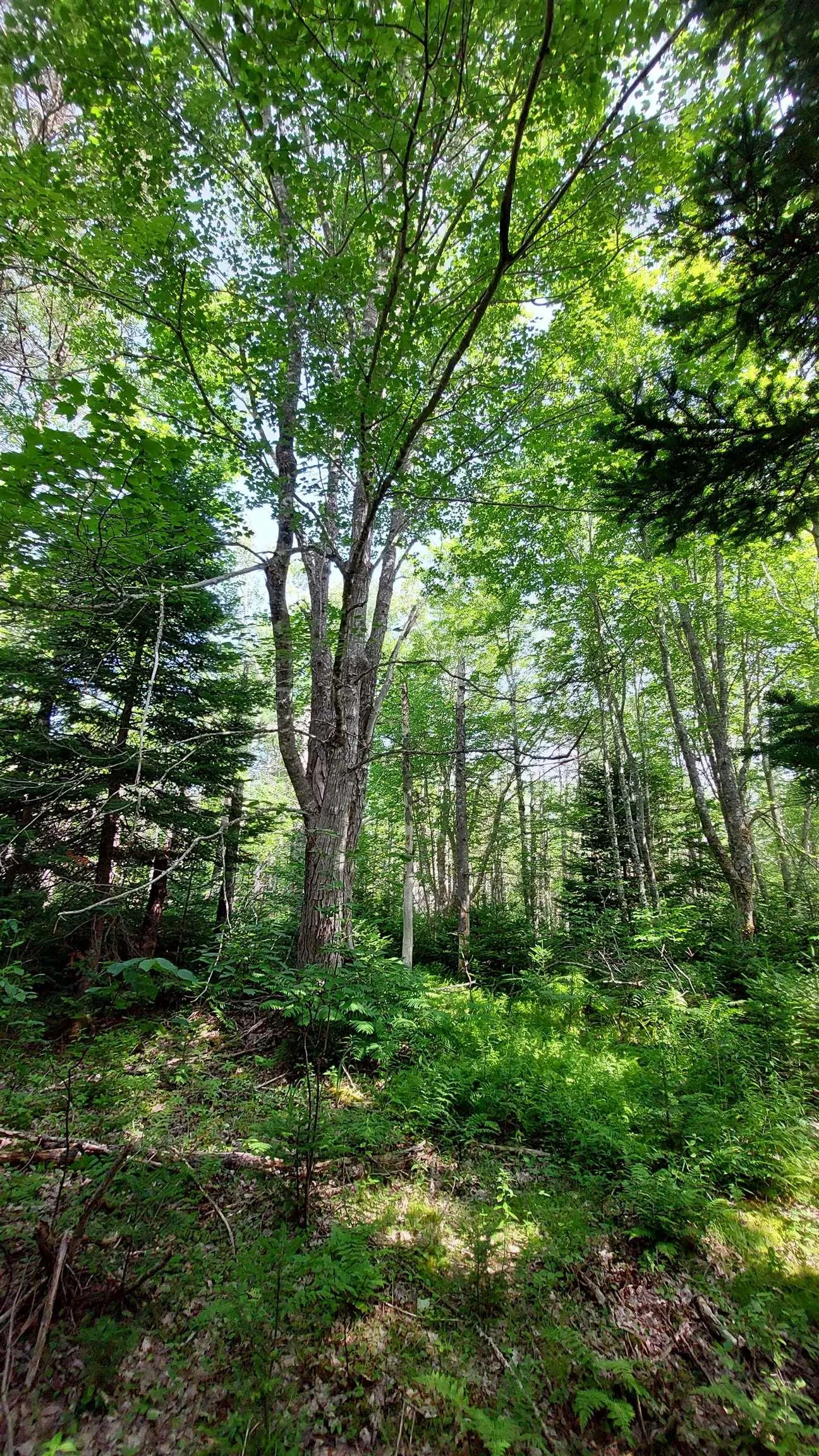 Lot 5 Tranquil Shore Rd, Marshes (west Bay), NS B0E 1V0, ,Land,For Sale,Tranquil Shore Rd,202518509