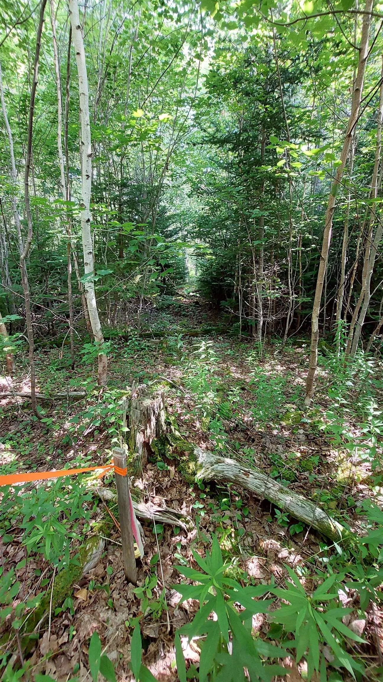 Lot 5 Tranquil Shore Rd, Marshes (west Bay), NS B0E 1V0, ,Land,For Sale,Tranquil Shore Rd,202518509
