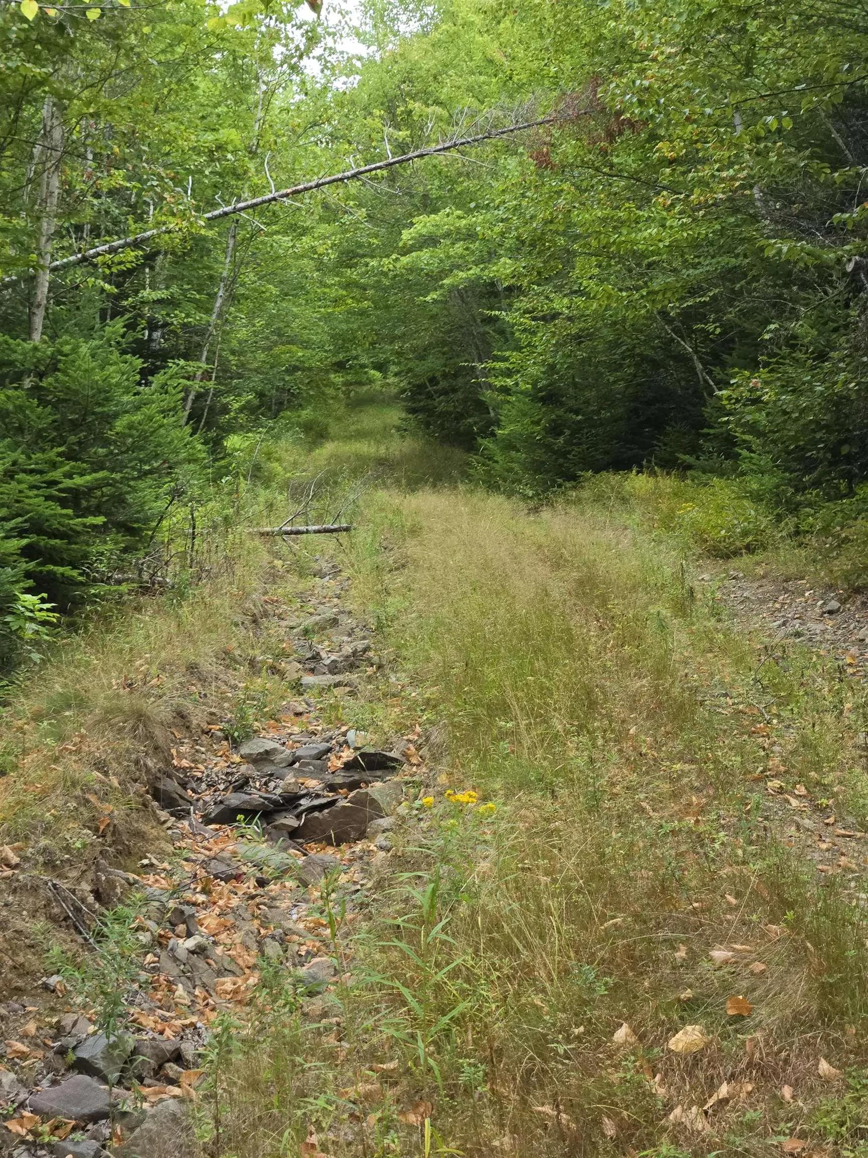 Lot 6 Lochiel Lake Road (west Side), South Lochaber, NS B2G 2L3, ,Land,For Sale,Lochiel Lake Road (West Side),202521813