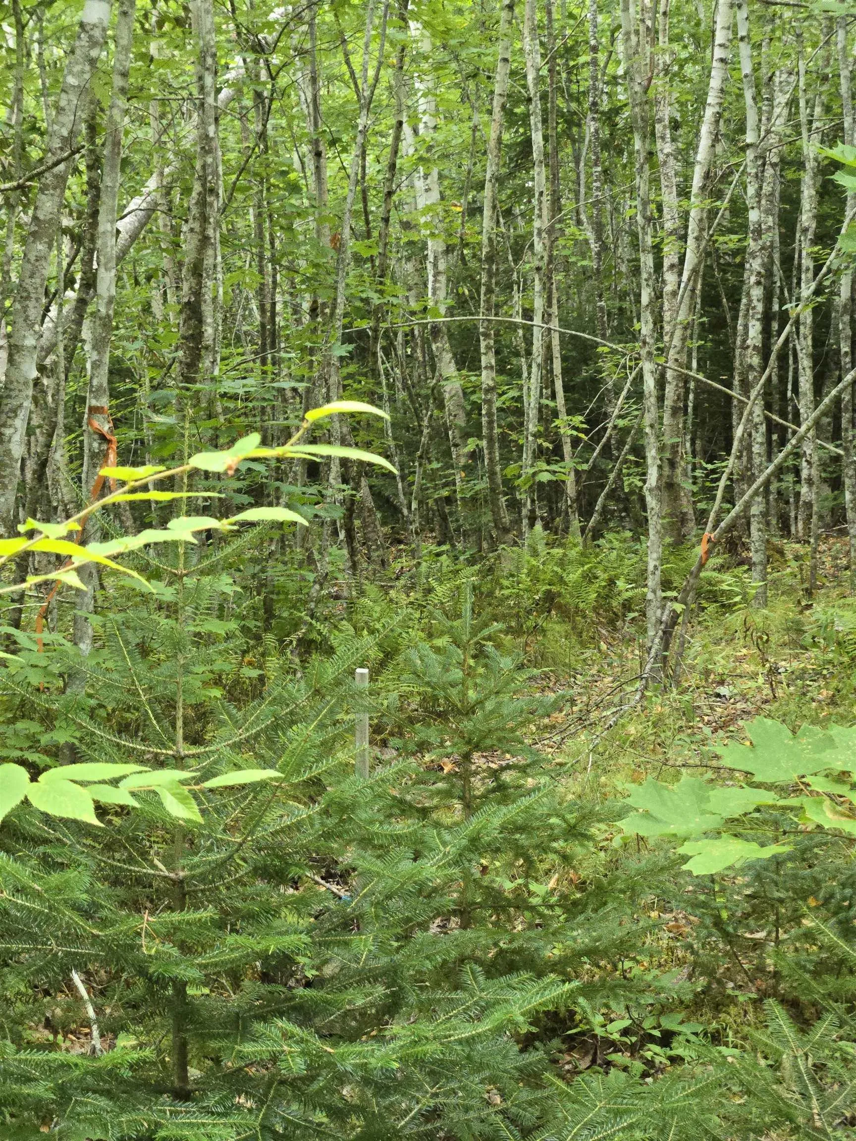 Lot 6 Lochiel Lake Road (west Side), South Lochaber, NS B2G 2L3, ,Land,For Sale,Lochiel Lake Road (West Side),202521813